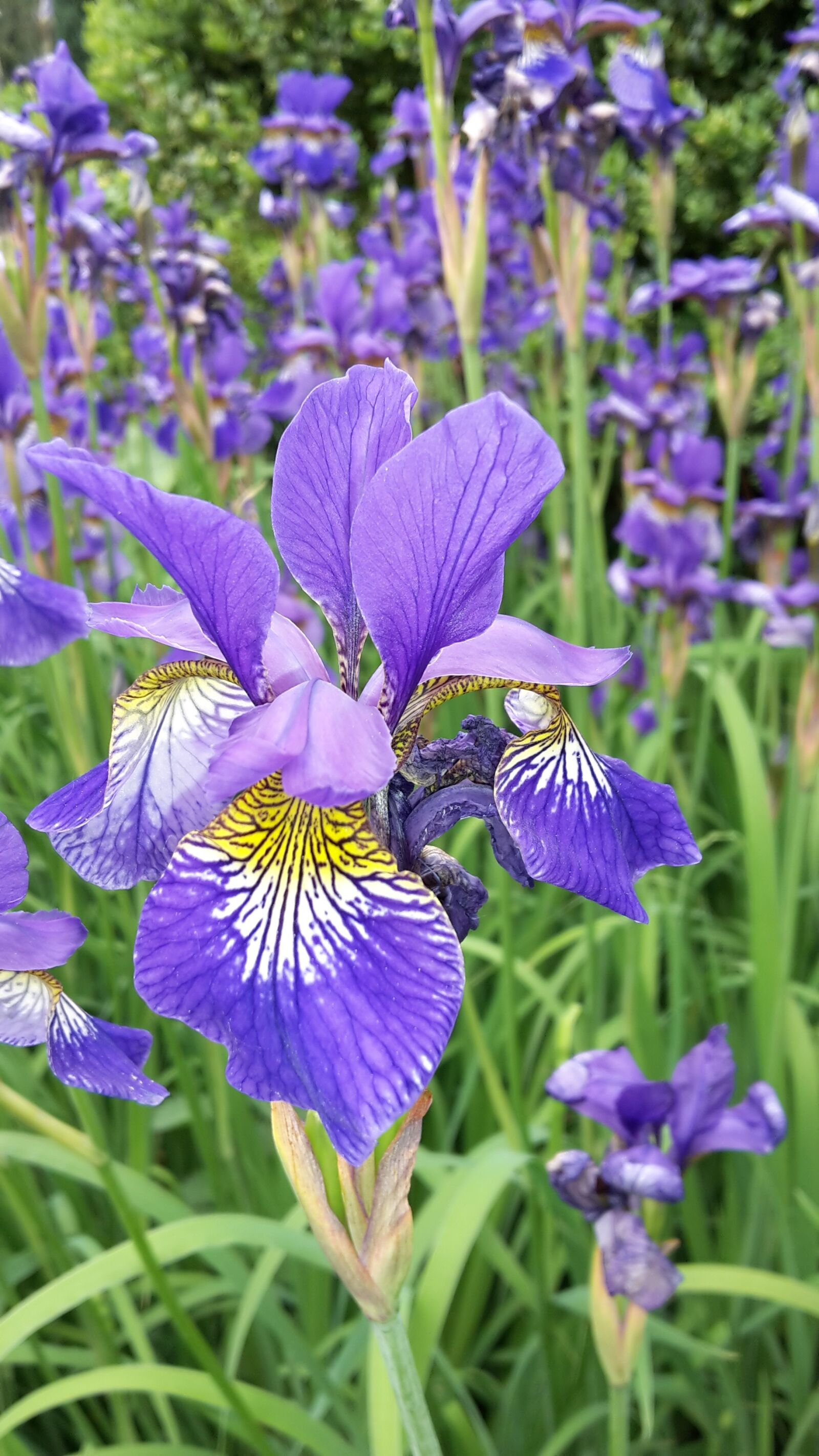 Samsung Galaxy S5 Mini sample photo. Nature, flower, plant photography