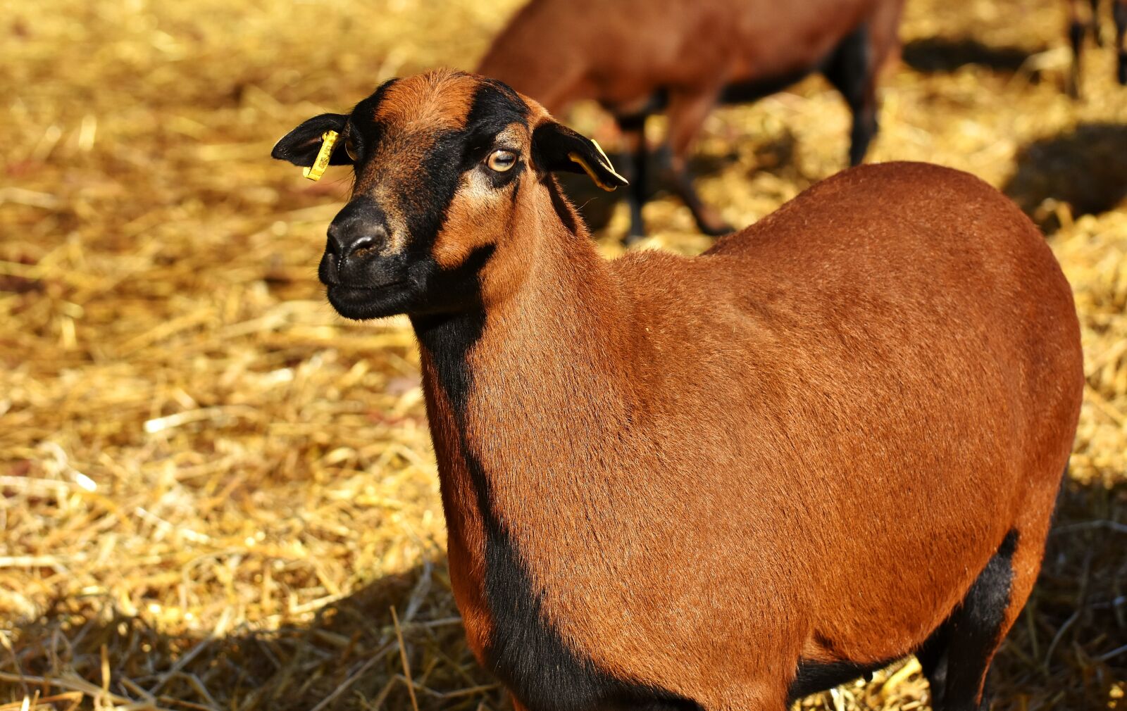 Nikon D7200 sample photo. Sheep, animal, nature photography