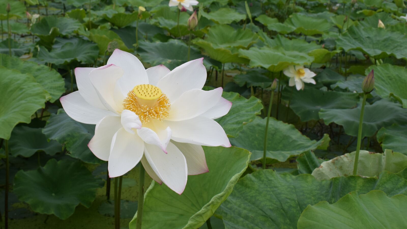Nikon D3300 sample photo. Lotus, pond, country photography