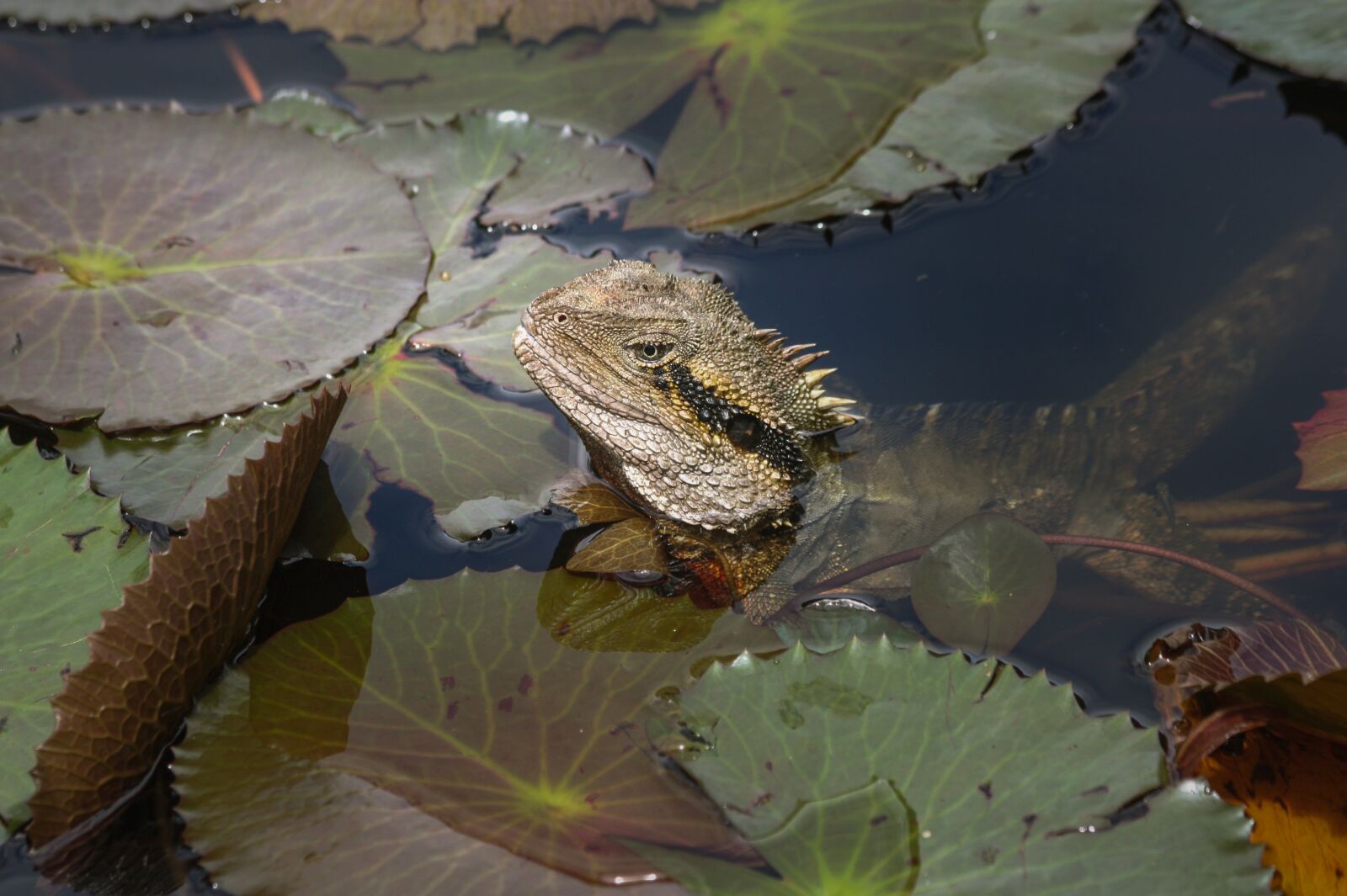 Canon EOS 450D (EOS Rebel XSi / EOS Kiss X2) sample photo. Lilies, lizard, water photography