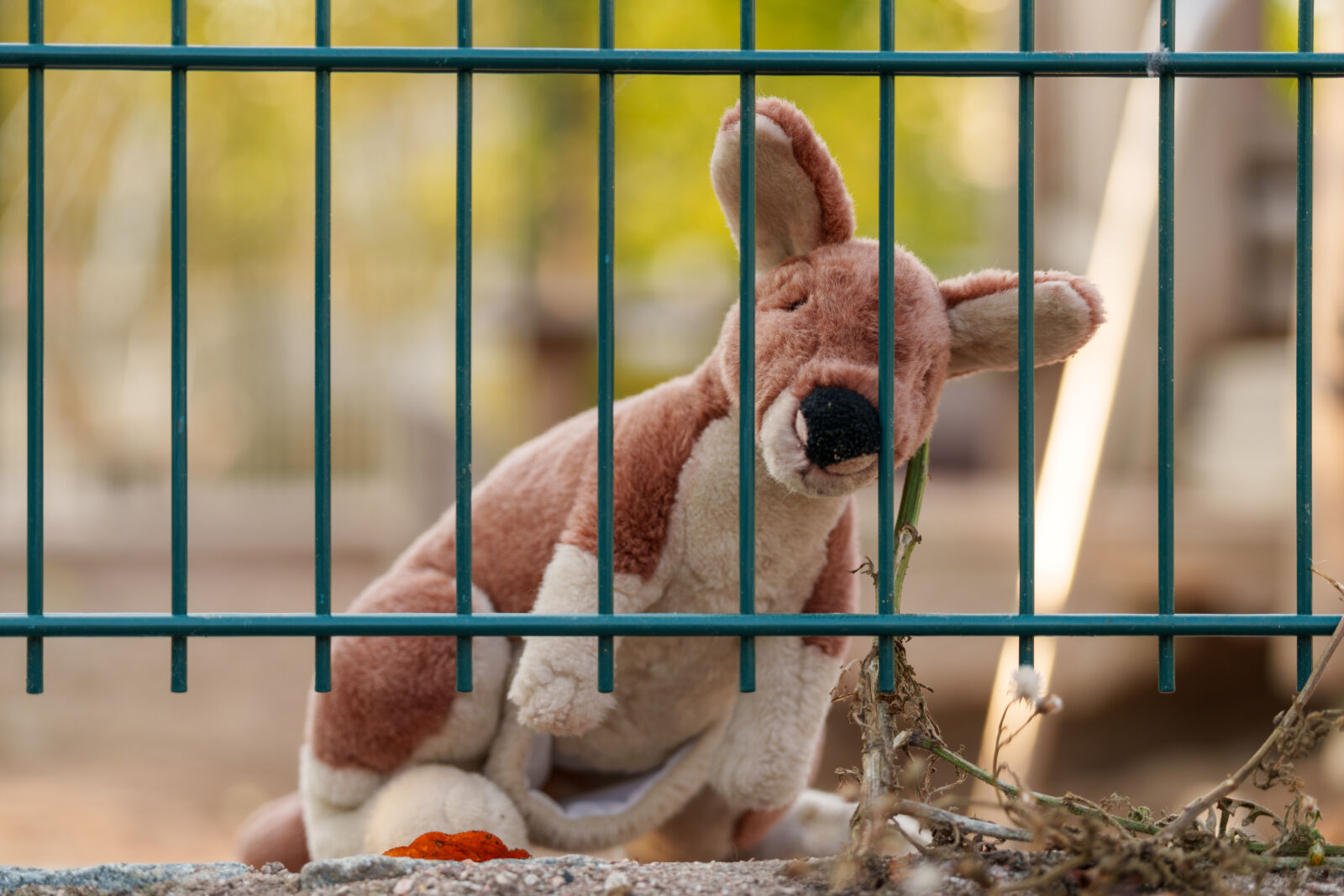 Sigma 28-105mm F2.8 DG DN | Art sample photo. Kangaroo caged photography