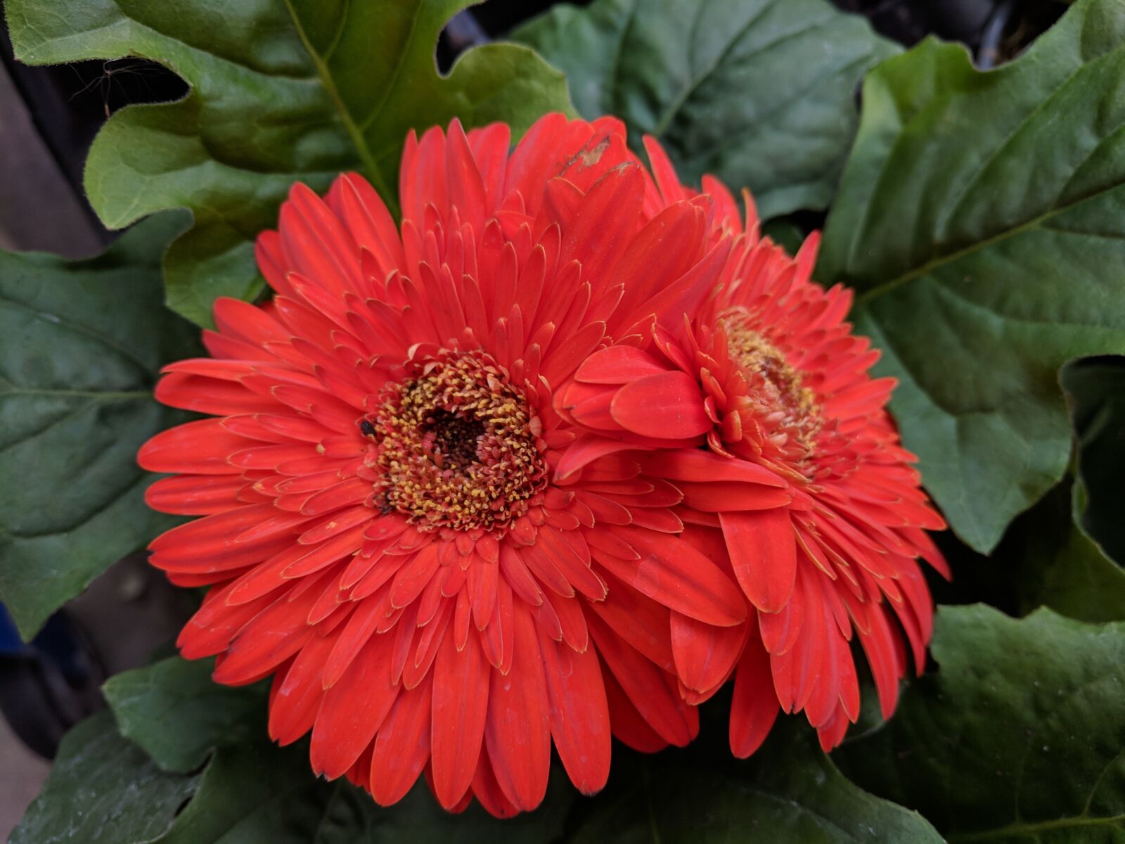 Google Pixel XL sample photo. Gerbera daisy, red daisy photography