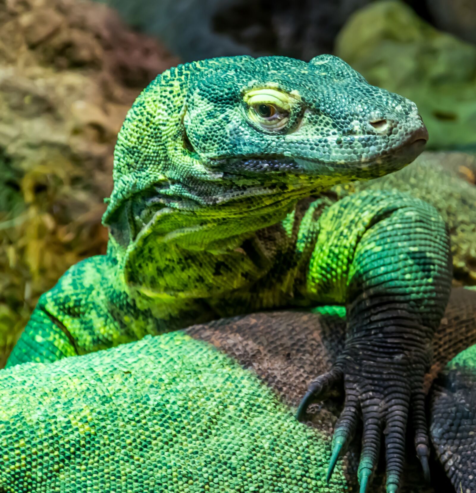 Nikon D5300 sample photo. Reptile, lizard, nature photography