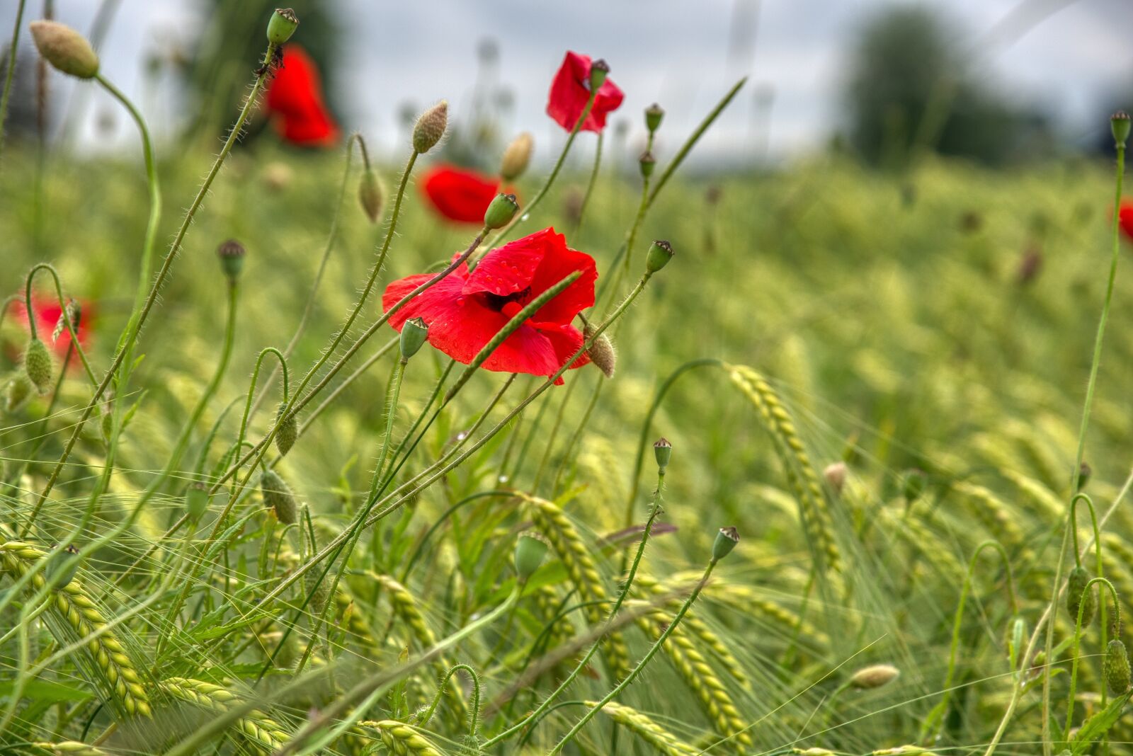 Nikon D750 sample photo. Wheat field, grasses, poppies photography