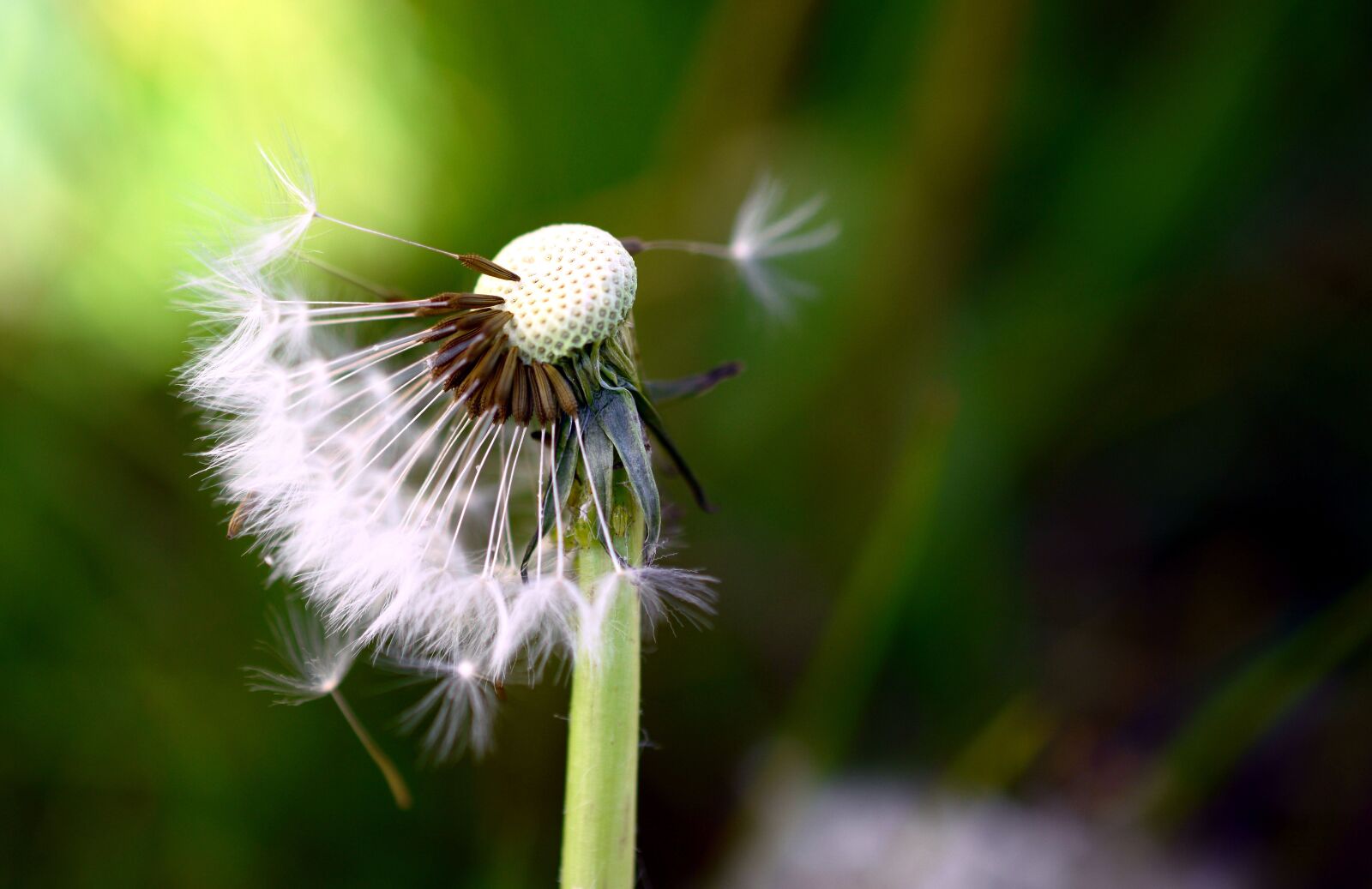 Nikon D5200 sample photo. Dandelion, flower, spring photography