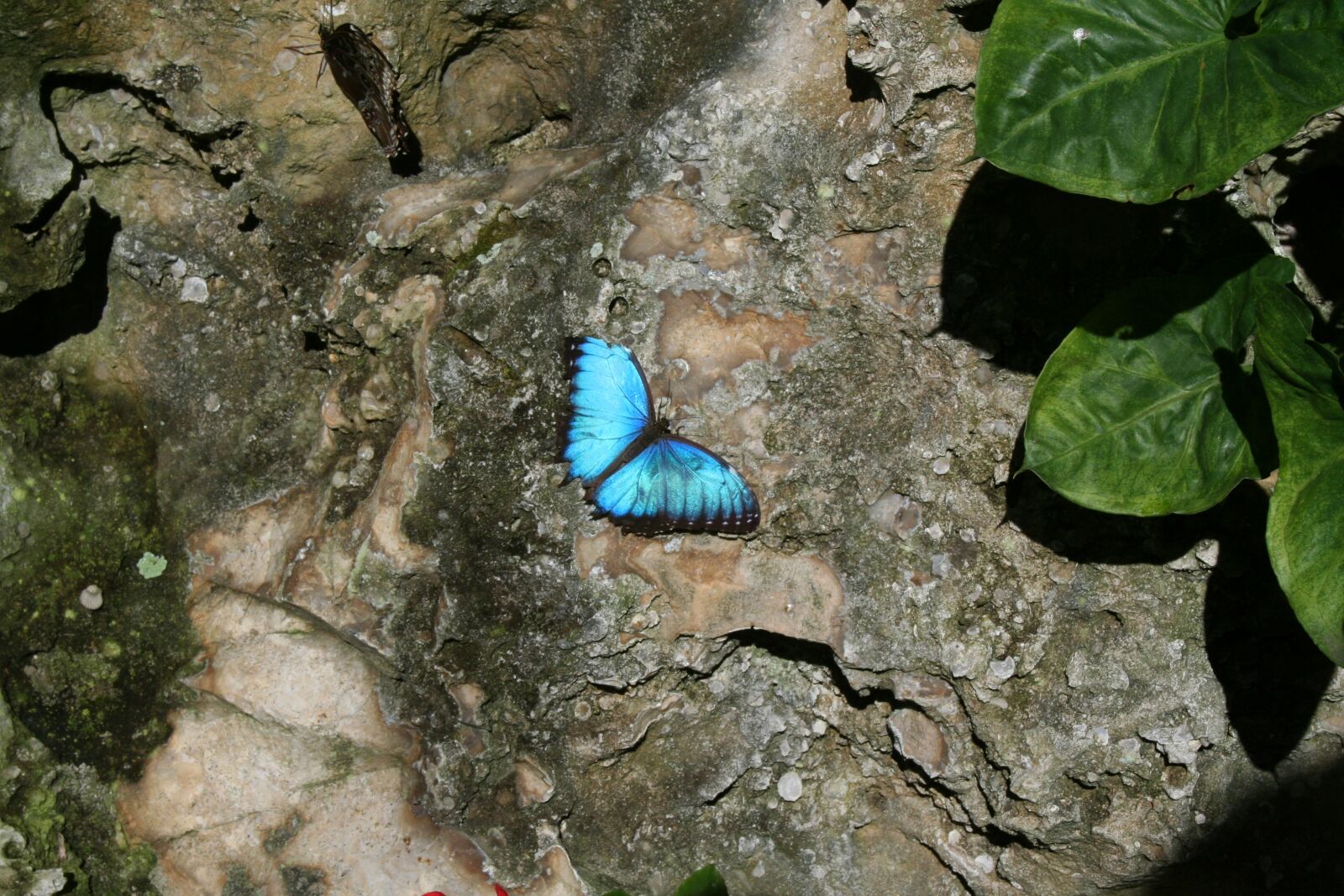 Canon EOS 350D (EOS Digital Rebel XT / EOS Kiss Digital N) sample photo. Butterfly, nature, bloom photography