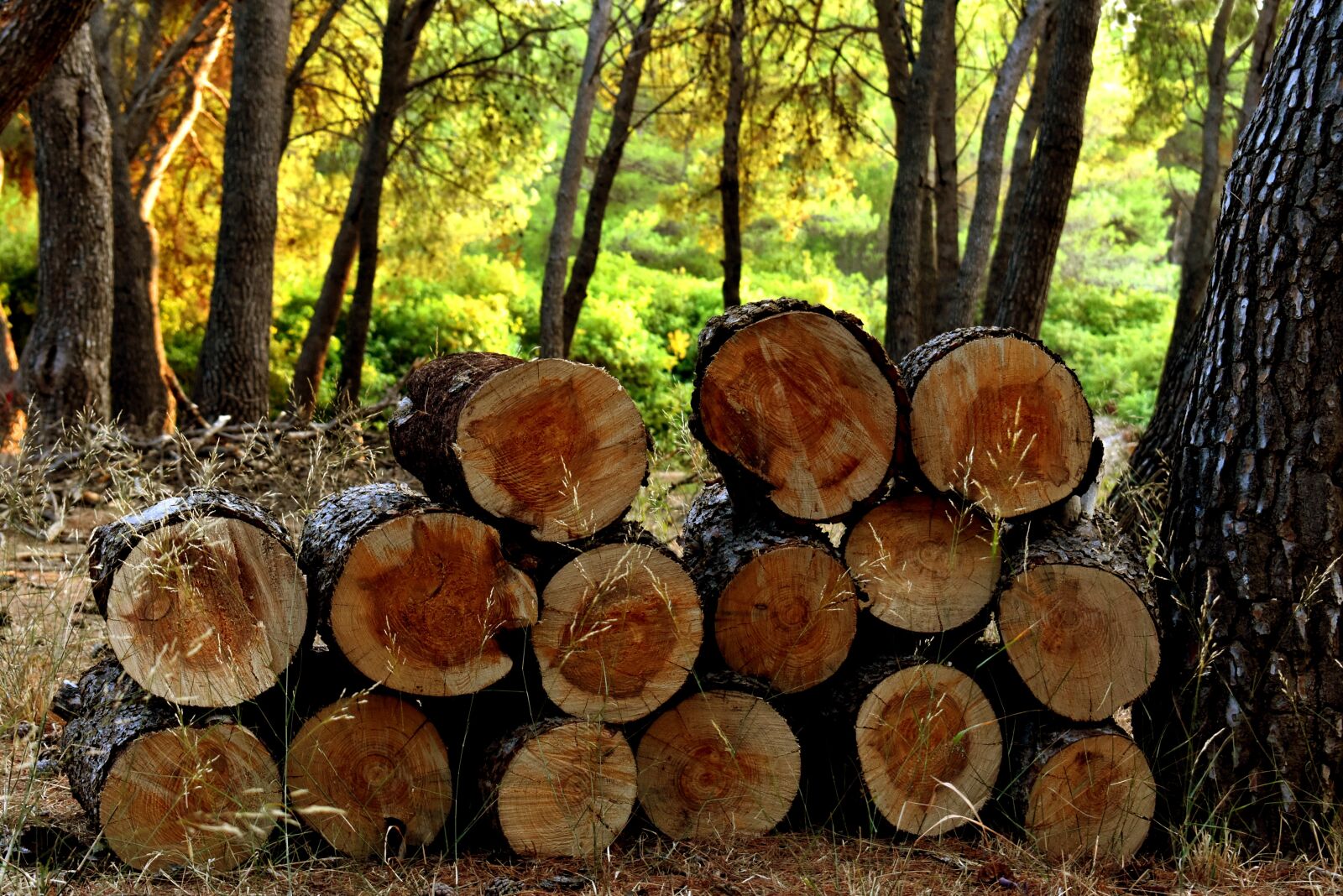 Nikon D3400 sample photo. Logs, wood, forest photography