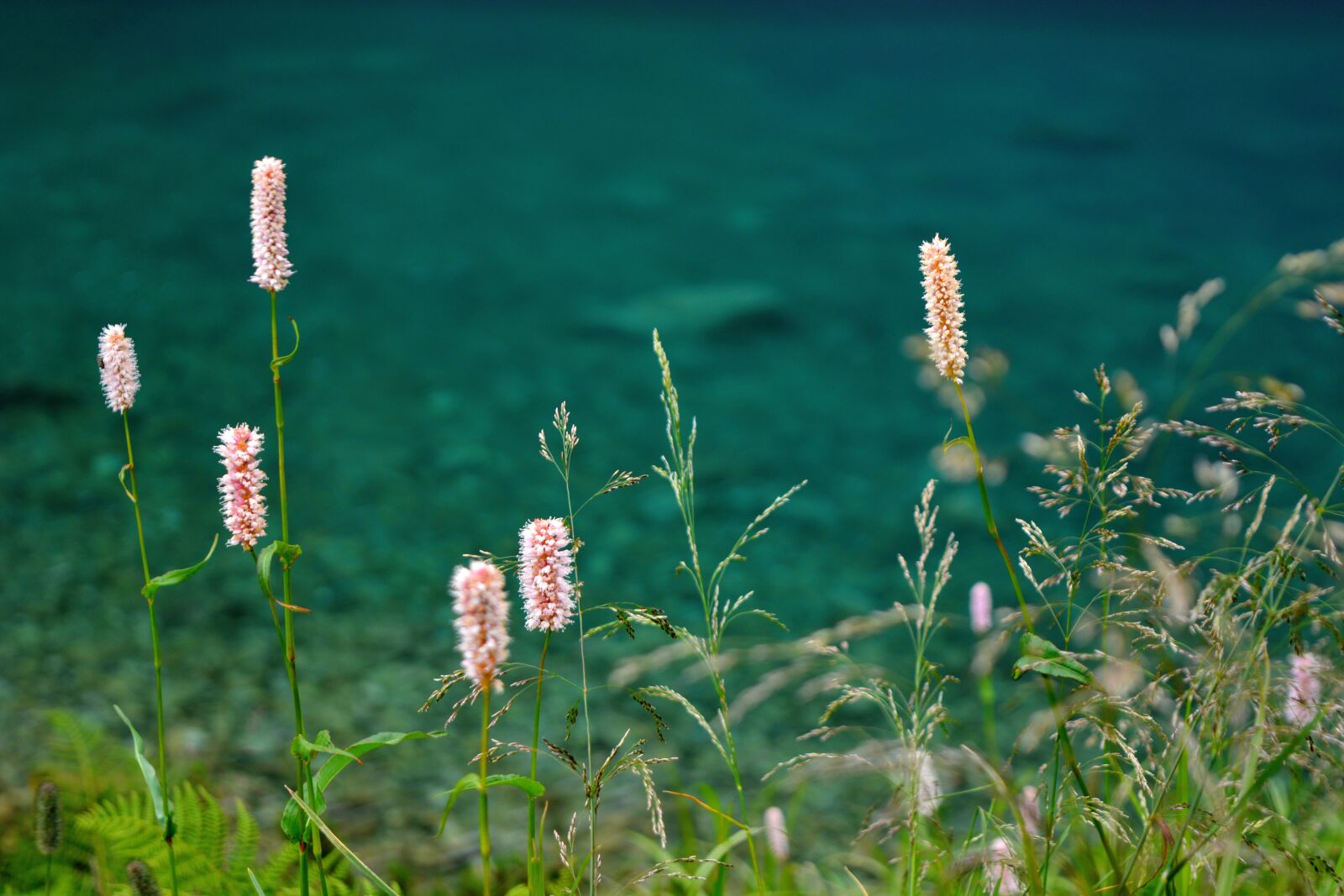 Nikon D5200 sample photo. Flowers, lake, water photography