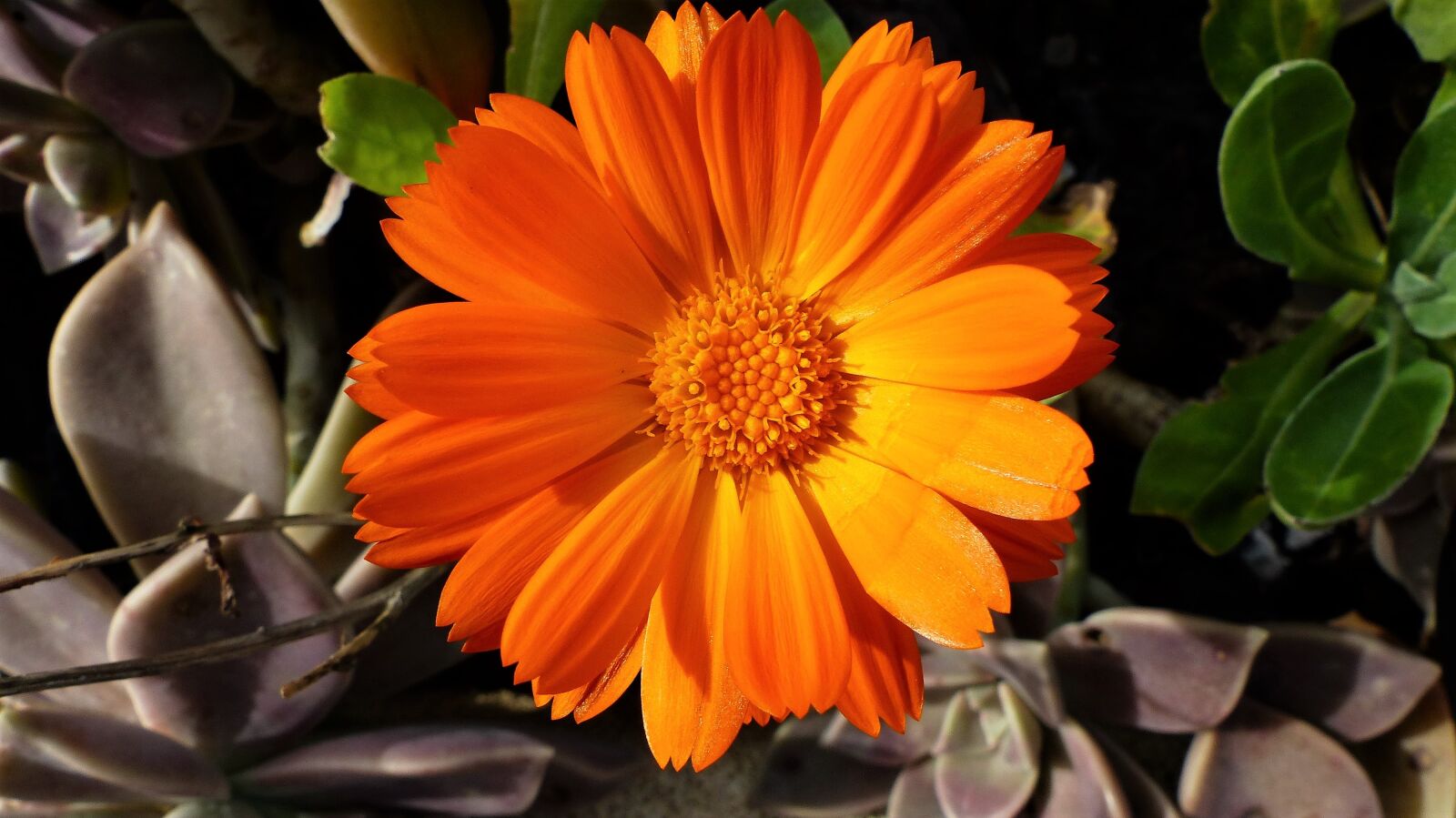 Panasonic Lumix DMC-FZ200 sample photo. Nature, flower, plant photography