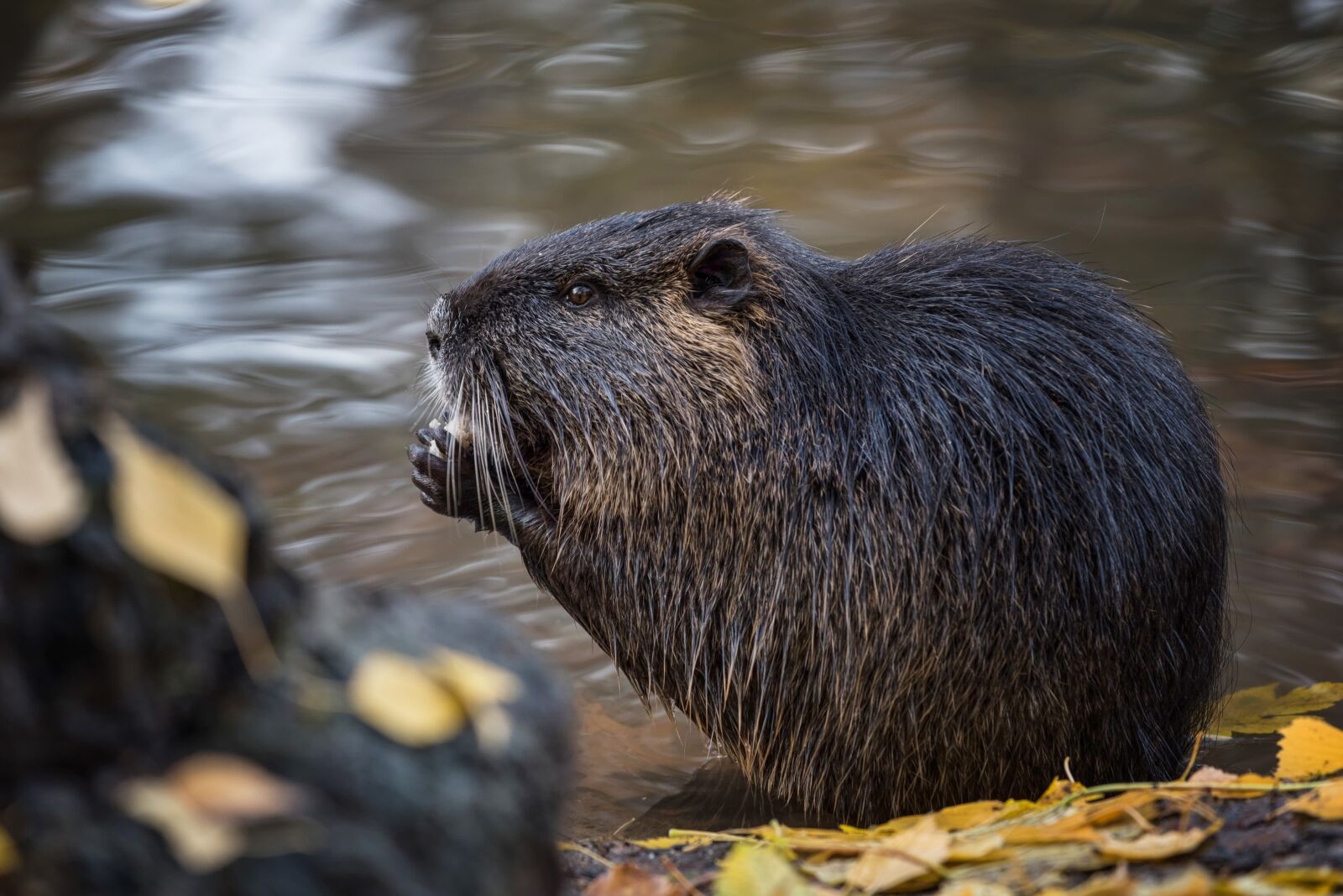 Nikon D750 sample photo. Nutria, nager, rodent photography