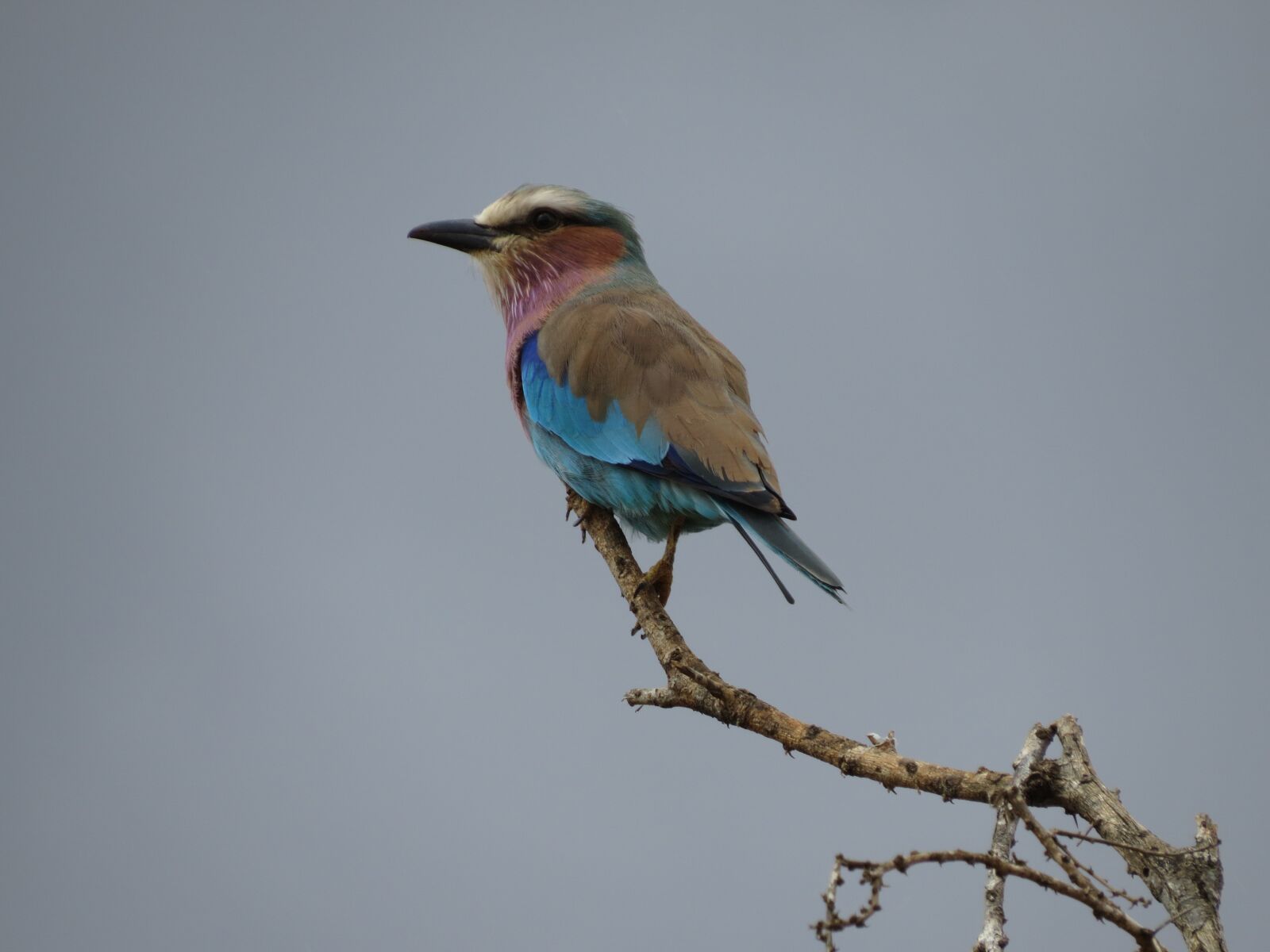 Canon PowerShot SX50 HS sample photo. Bird, safari, kenya photography