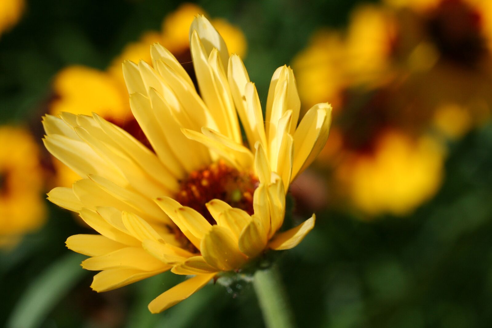 Canon EOS 350D (EOS Digital Rebel XT / EOS Kiss Digital N) sample photo. Calendula, perennial, blooming photography