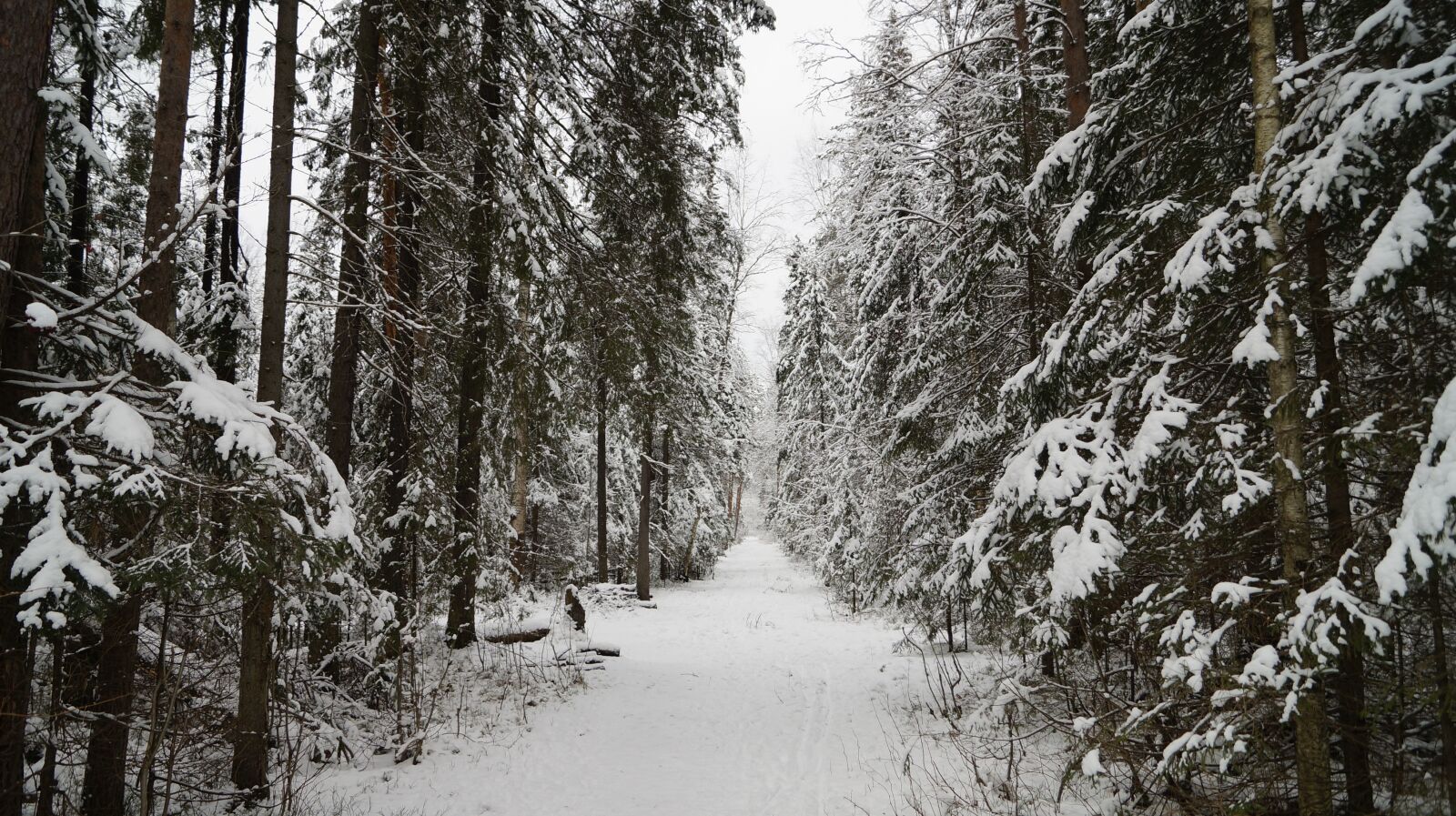 Sony SLT-A57 sample photo. Forest, winter, glade photography