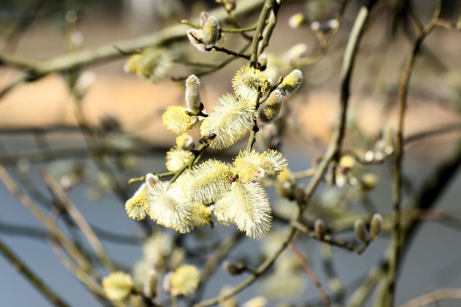 Canon EF 70-300mm F4-5.6 IS USM sample photo. Willow, close up, pollen photography