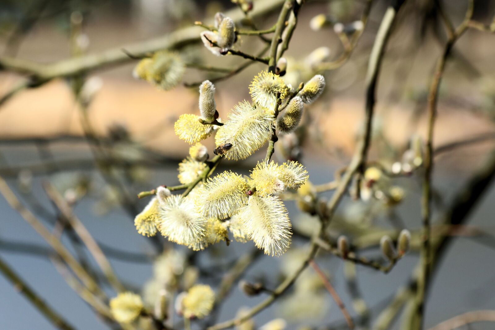 Canon EOS 750D (EOS Rebel T6i / EOS Kiss X8i) + Canon EF 70-300mm F4-5.6 IS USM sample photo. Willow, close up, pollen photography