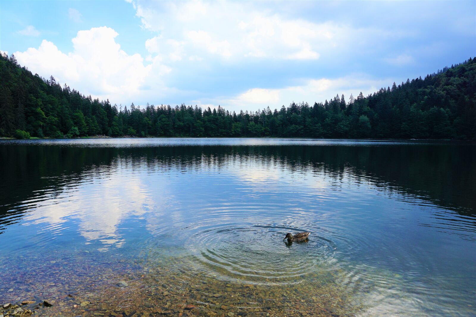 Sony ILCA-77M2 + Sony DT 16-50mm F2.8 SSM sample photo. Forest, feldberg, landscape photography