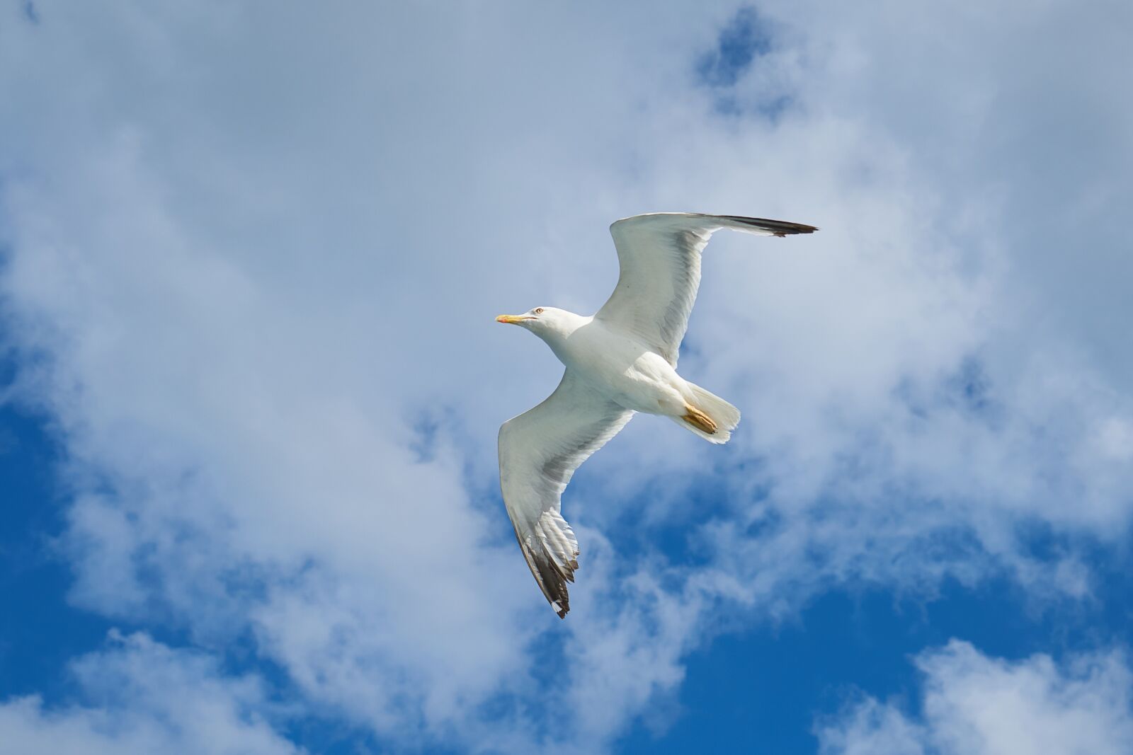 Sony a7R II + Sony Vario Tessar T* FE 24-70mm F4 ZA OSS sample photo. Seagull, bird, wing photography