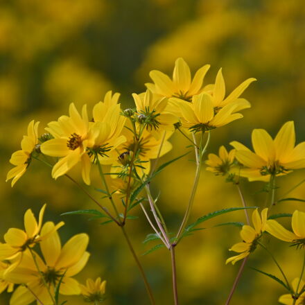 Nikon AF-S DX Nikkor 55-200mm F4-5.6G ED sample photos - ExploreCams