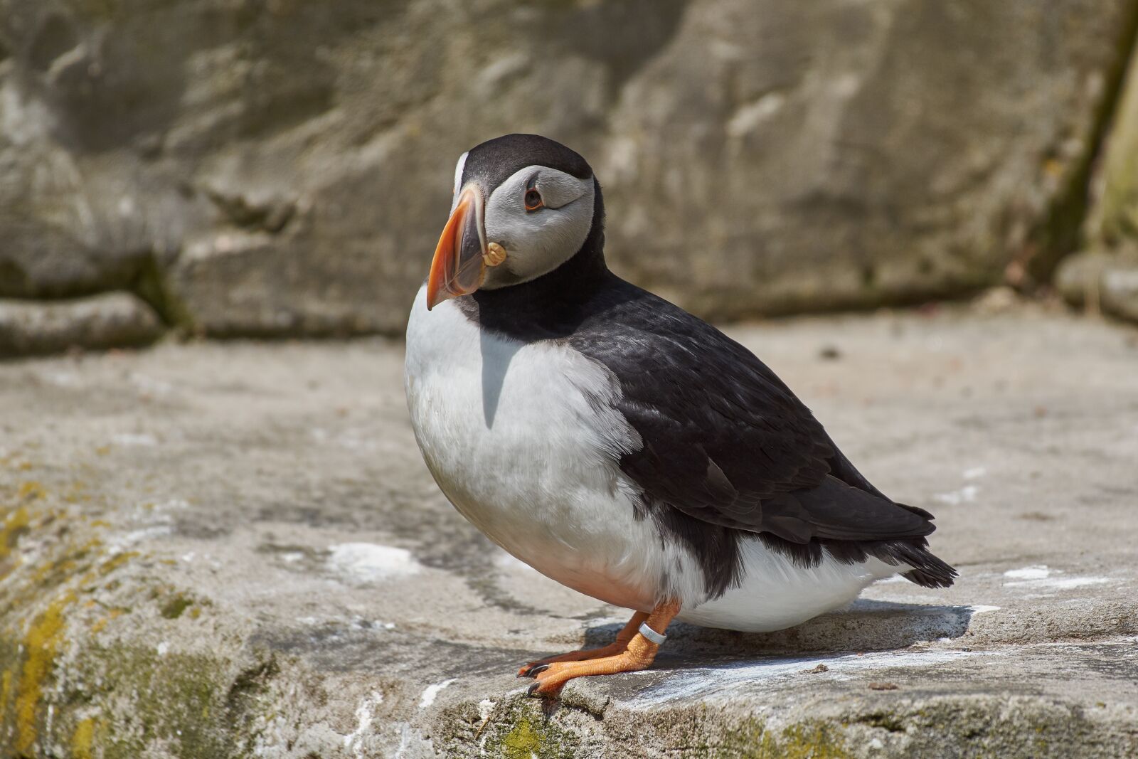 Nikon AF-S Nikkor 200-500mm F5.6E ED VR sample photo. Puffin, iceland, feels photography