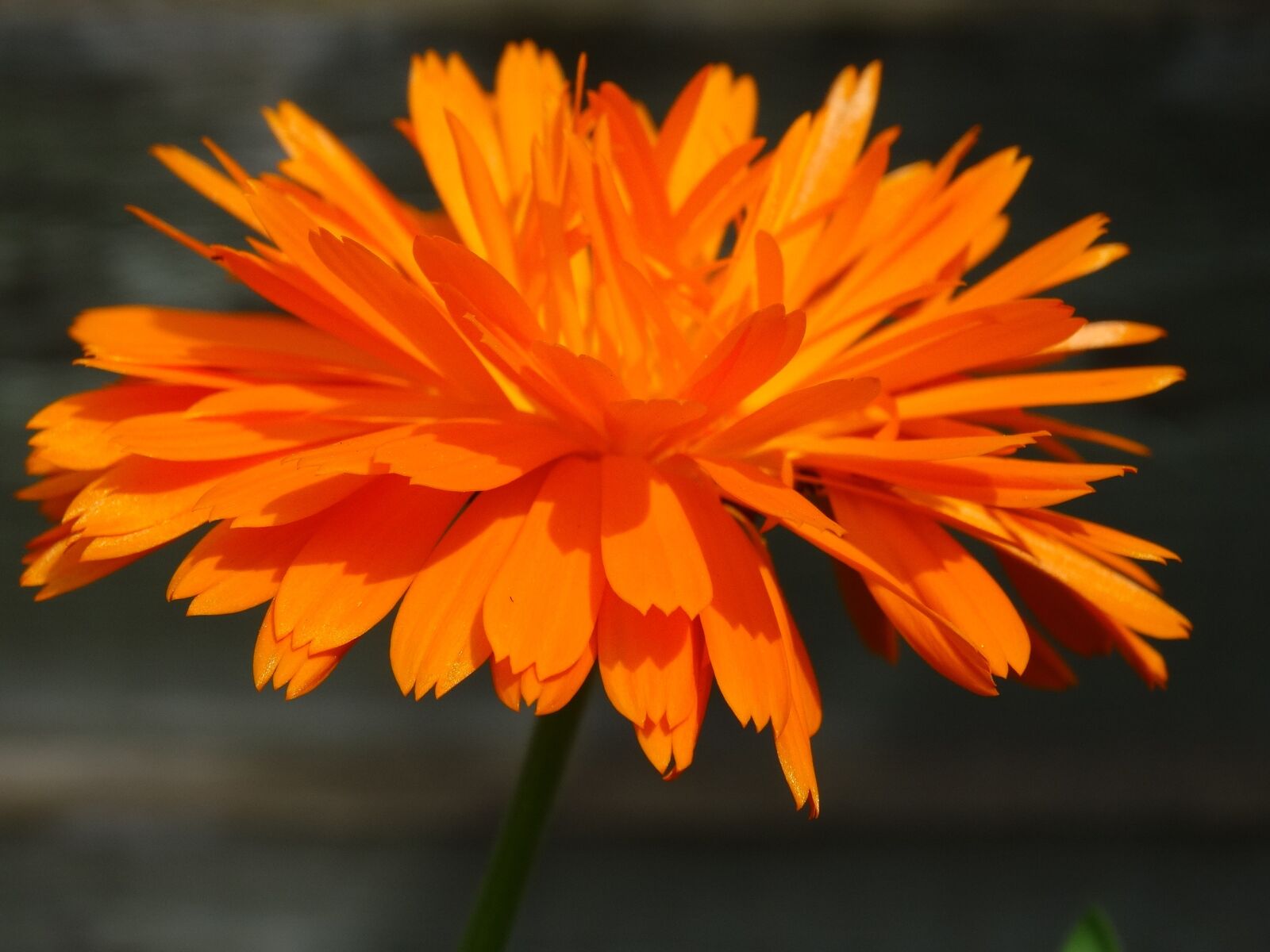 Sony Cyber-shot DSC-HX300 sample photo. Orange flower, orange, nature photography