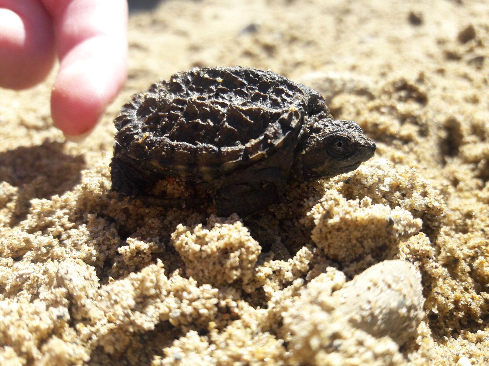Samsung Galaxy J8 sample photo. Turtle, snapping turtle, baby photography