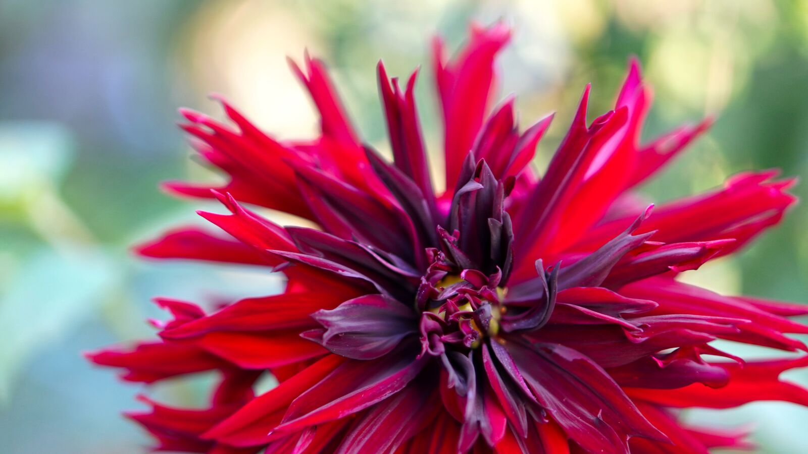Sony a6400 + E 50mm F1.8 OSS sample photo. Dahlia, blossom, bloom photography
