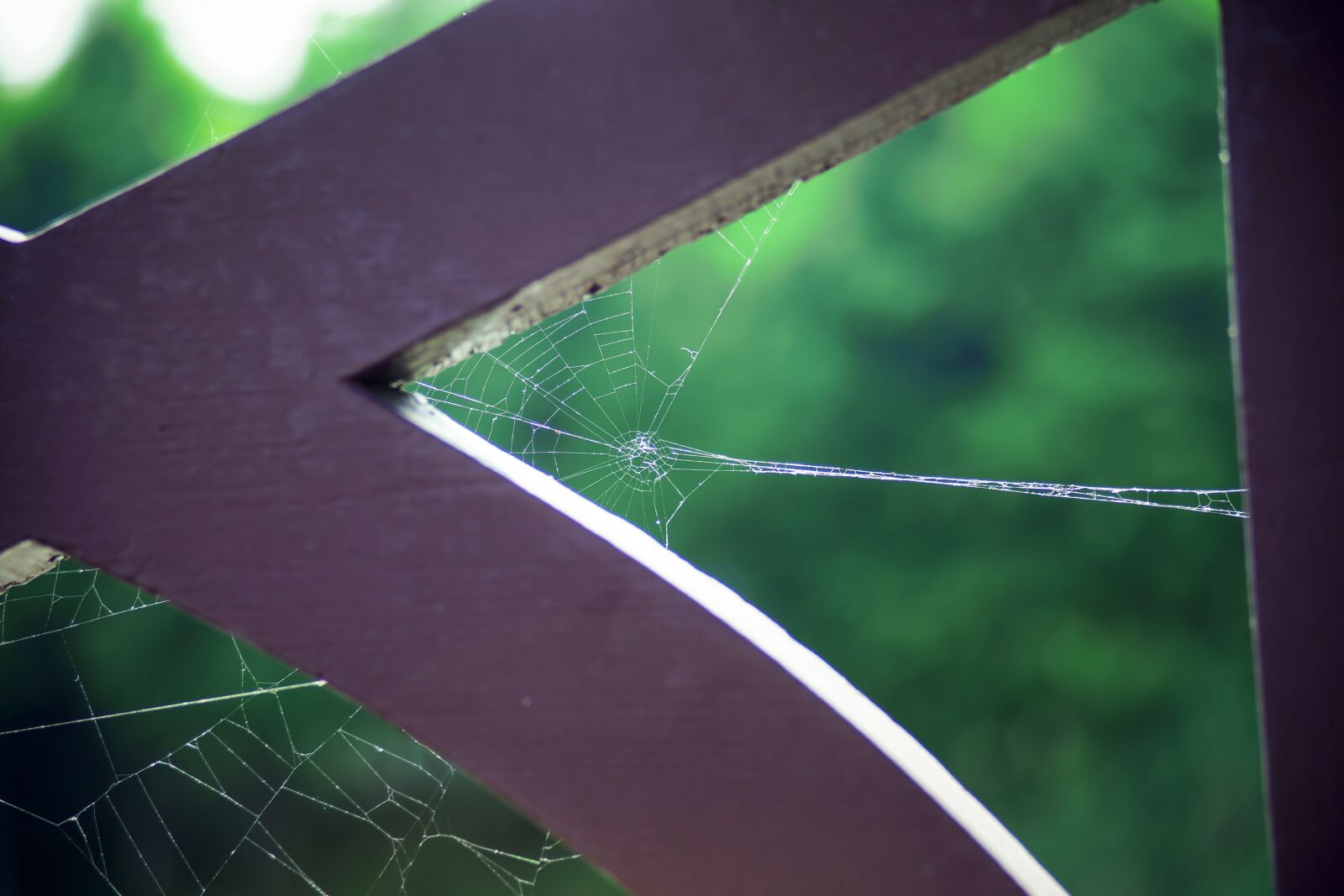 Sony a99 II sample photo. A spider's web, park photography