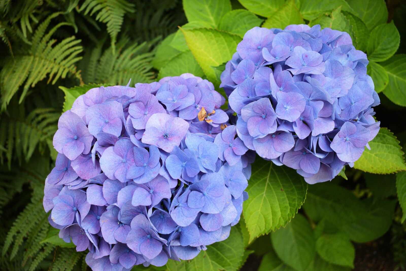 Nikon D3300 sample photo. Flower, zierpfanze photography