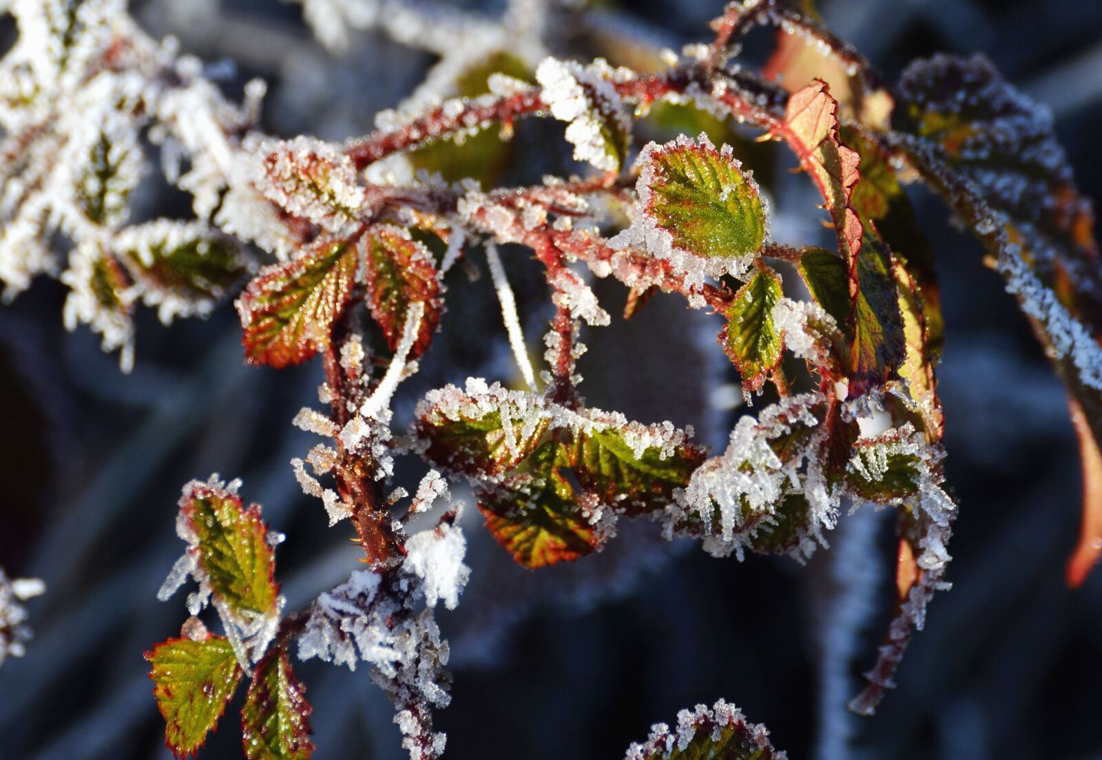 Nikon D5200 sample photo. Leaf, plant, ice, winter photography