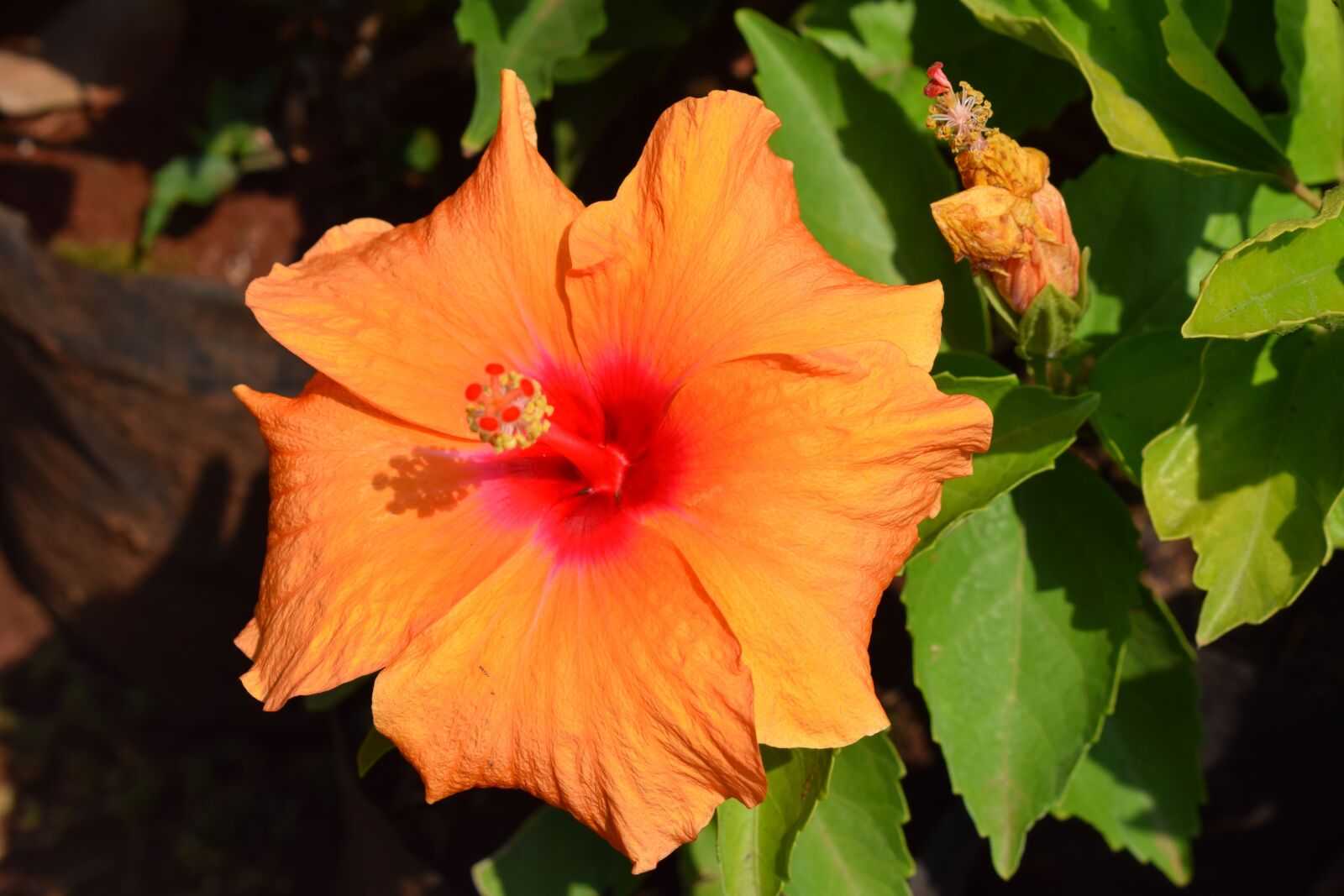 Nikon D5300 sample photo. Flowers, plants, orange flower photography