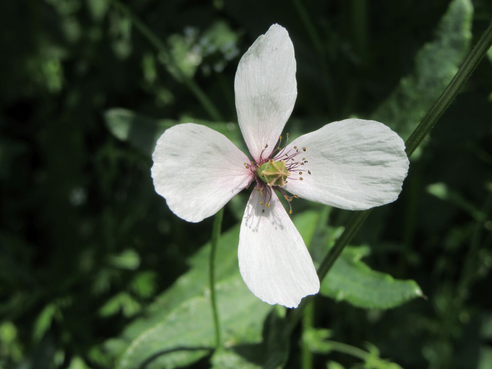 Canon PowerShot SX610 HS sample photo. White, flower, white flower photography