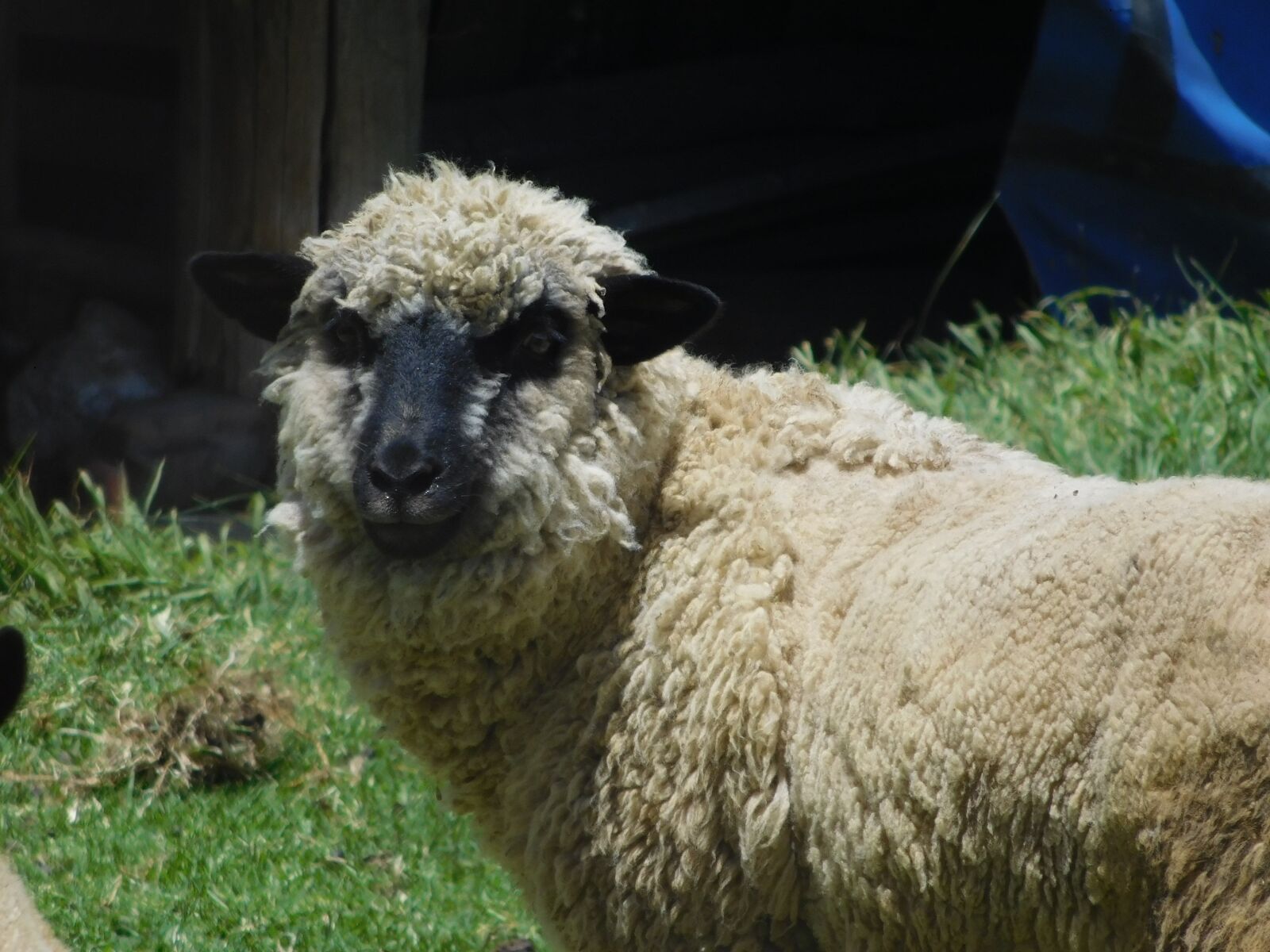 Nikon Coolpix L840 sample photo. Sheep, animal, lamb photography
