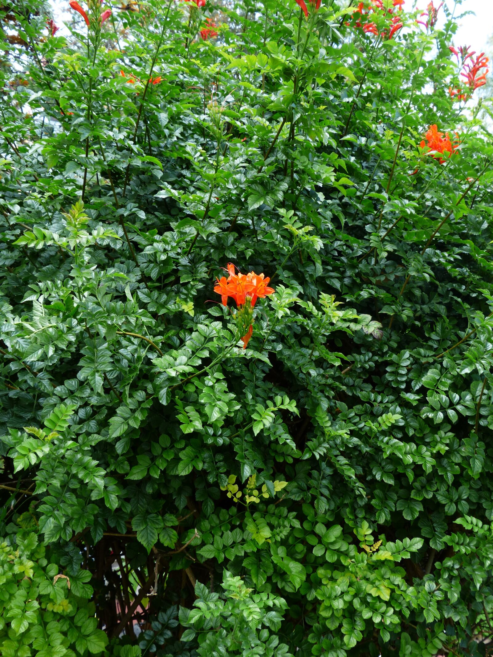 Panasonic Lumix DMC-FZ200 sample photo. Cape honeysuckle, bush, blossom photography
