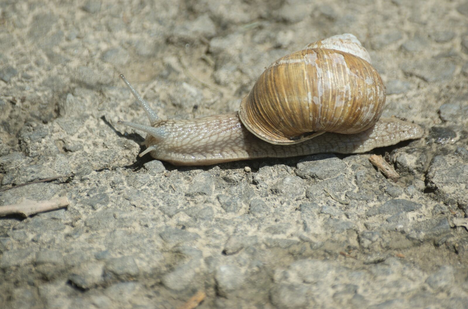 Nikon D70 sample photo. Snail, shell photography