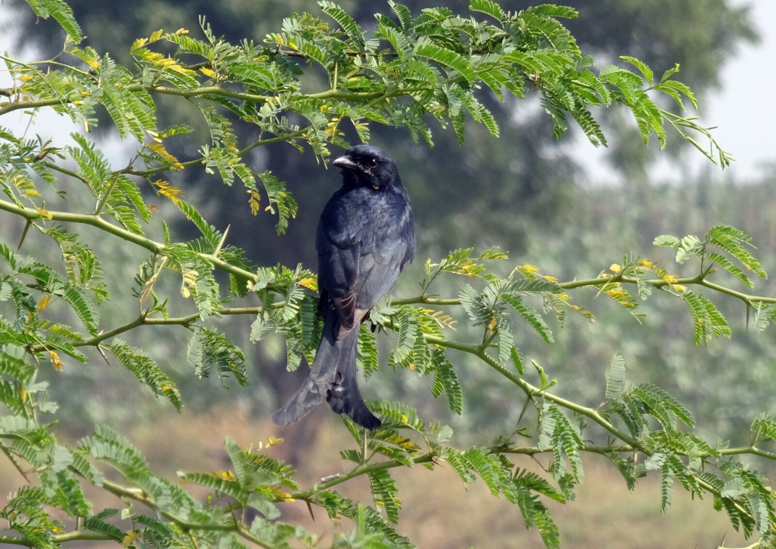 Sony Cyber-shot DSC-HX90V sample photo. Bird, drongo, black drongo photography