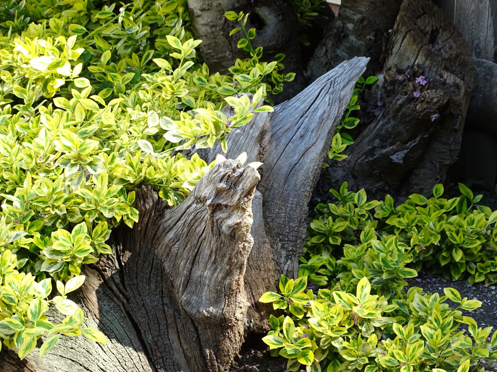 Sony Cyber-shot DSC-HX350 sample photo. Bush, nature, landscape photography