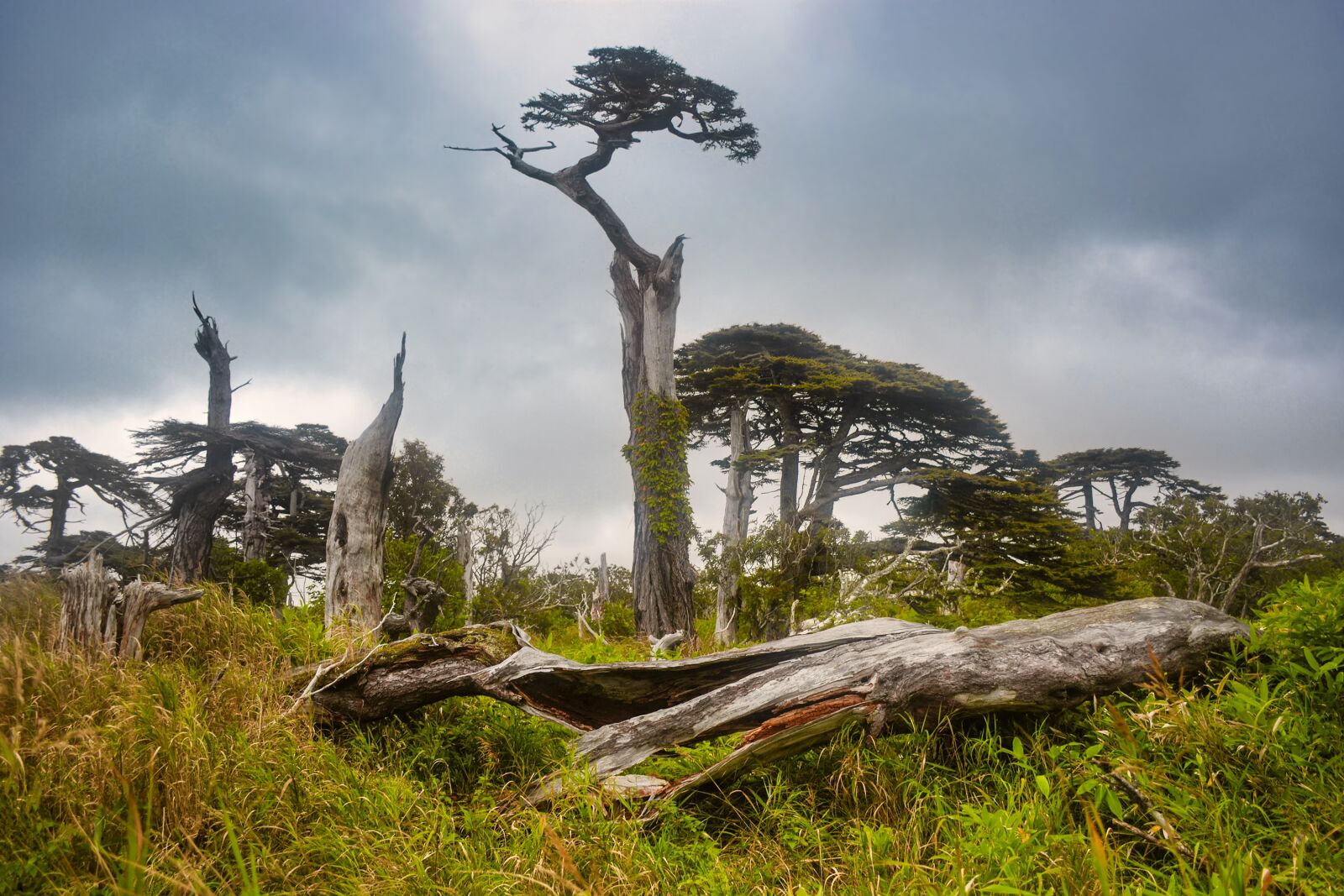 Nikon D5200 sample photo. Landscape, nature, trees photography