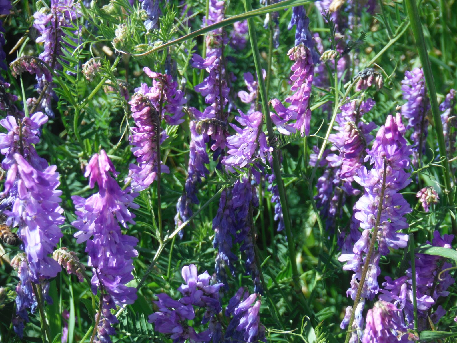 Fujifilm FinePix XP60 sample photo. Flowers, purple, green photography