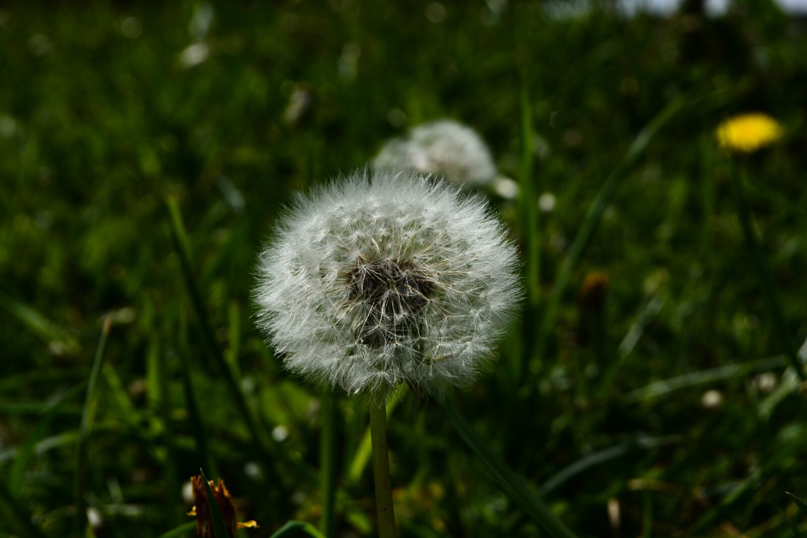 Nikon D5200 sample photo. Dandelion, meadow, spring photography