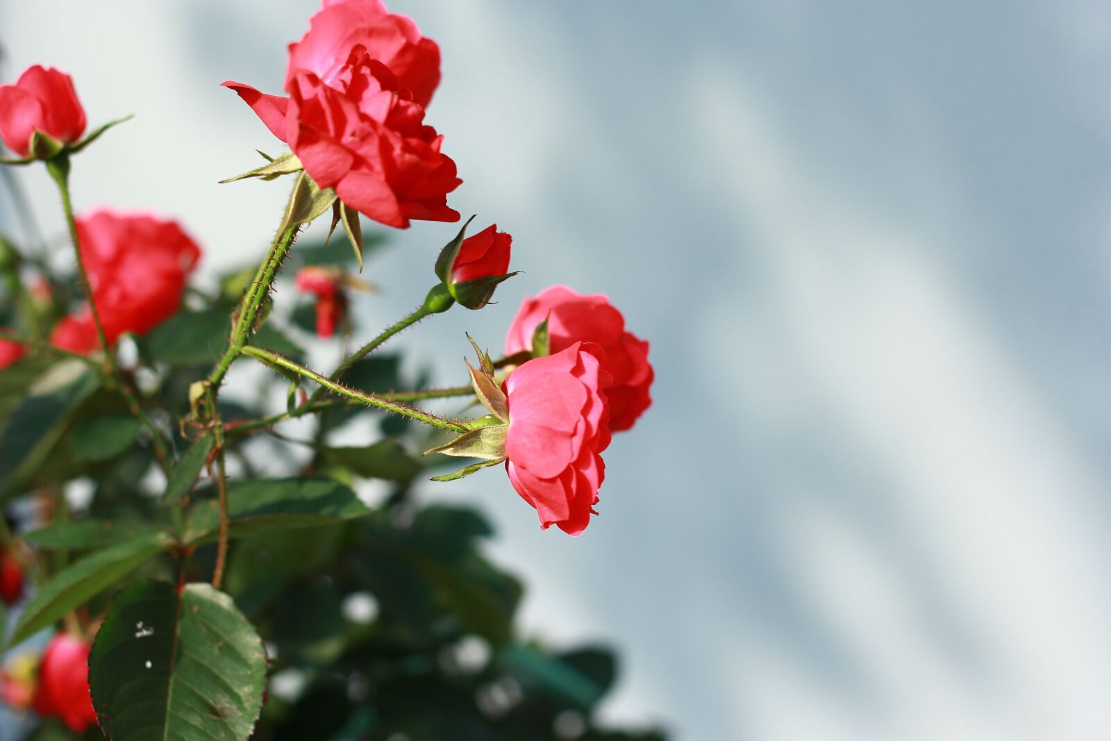 Canon EOS 60D + Canon EF 50mm F1.8 STM sample photo. Flower, rose, sunny photography