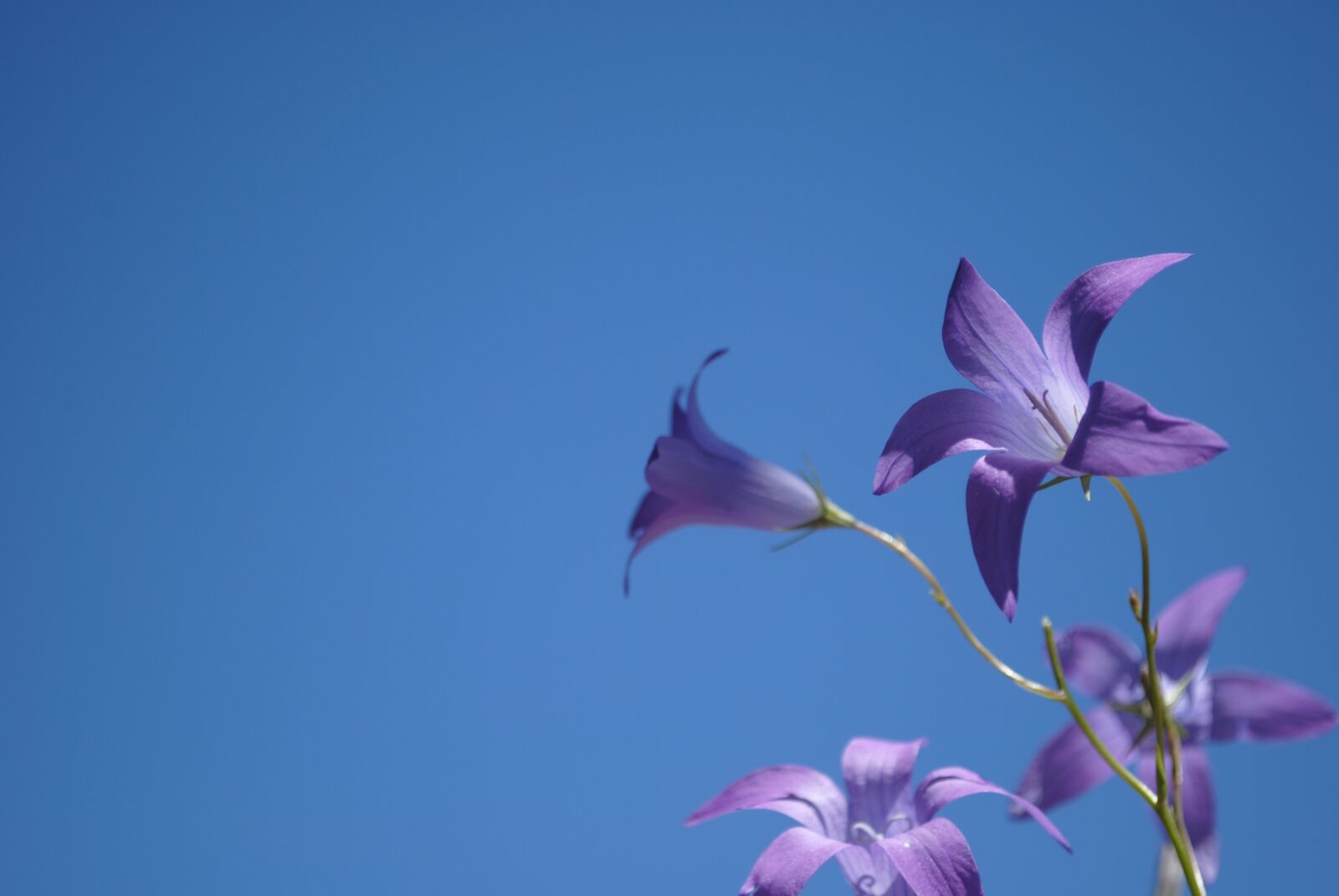 Nikon D3000 sample photo. Sky, blue, bell photography