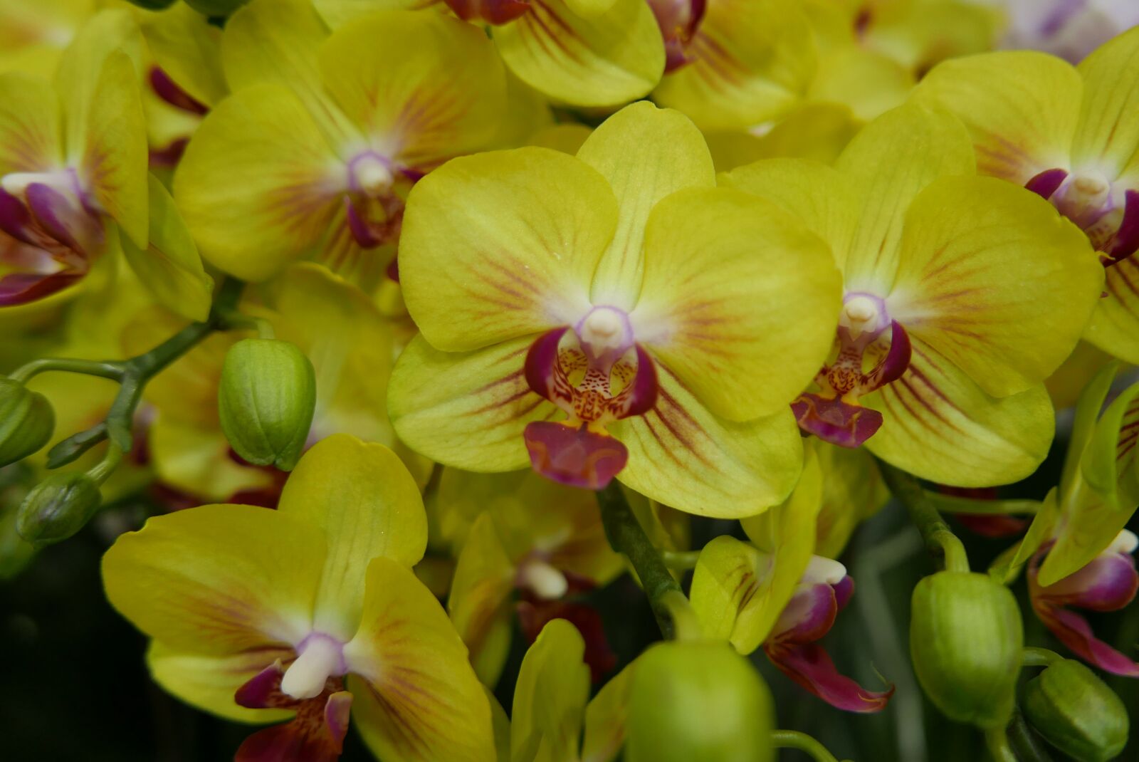 Leica D-Lux (Typ 109) sample photo. Flowers, yellow flowers, yellow photography