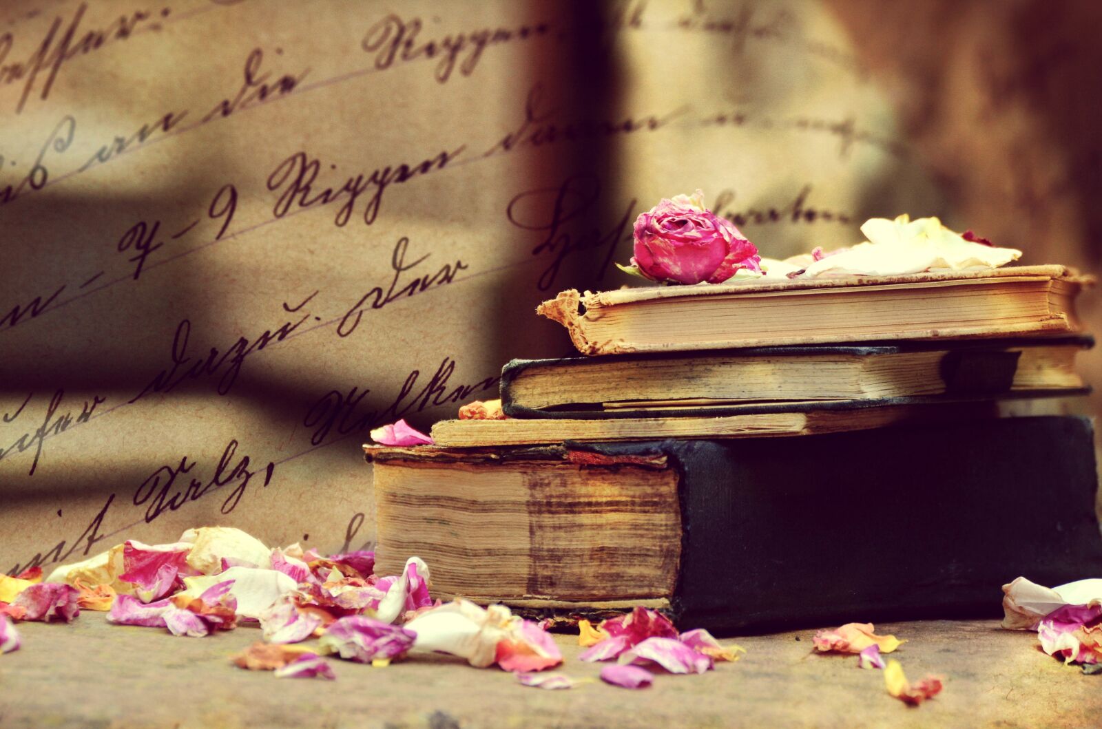 Nikon D5200 sample photo. Book, rose petals, artistic photography