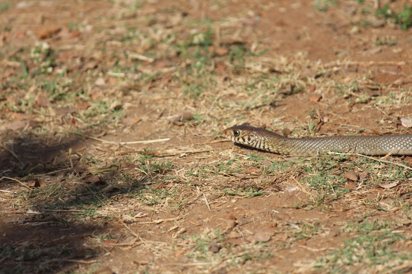 Canon EOS 600D (Rebel EOS T3i / EOS Kiss X5) + Canon EF 50mm f/1.8 sample photo. Snake, ground, reptile, rattlesnake photography