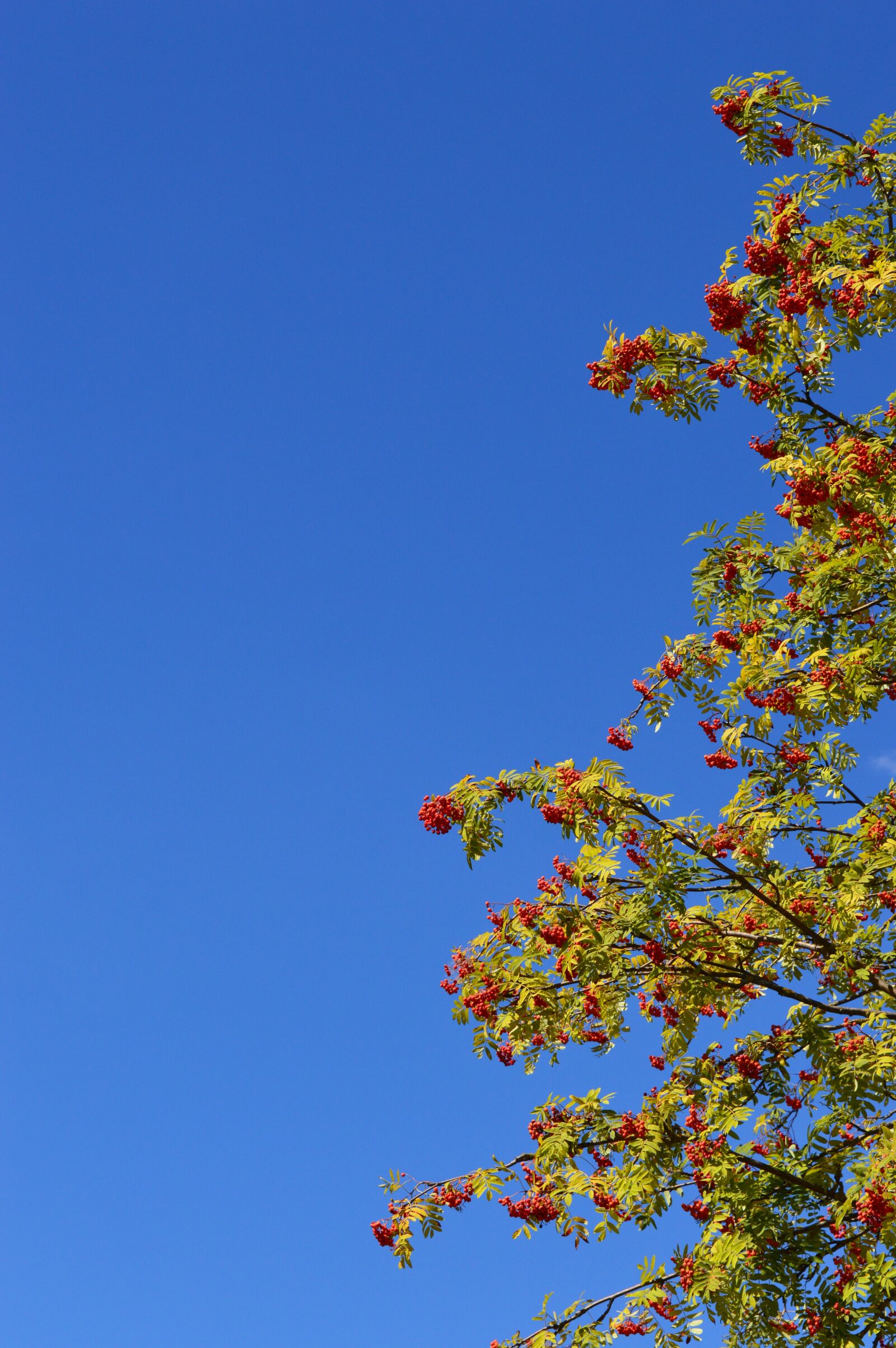 Nikon D3200 sample photo. Rowan, sky, berry photography