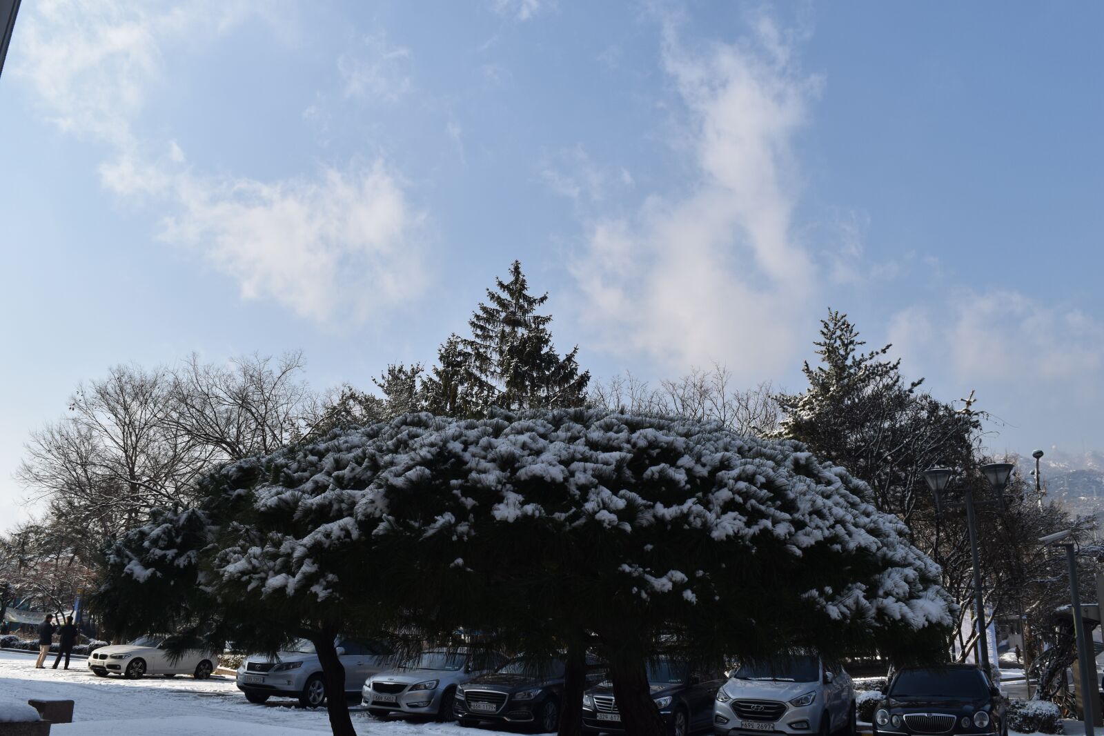 Nikon D5500 sample photo. Tree, view, snow photography