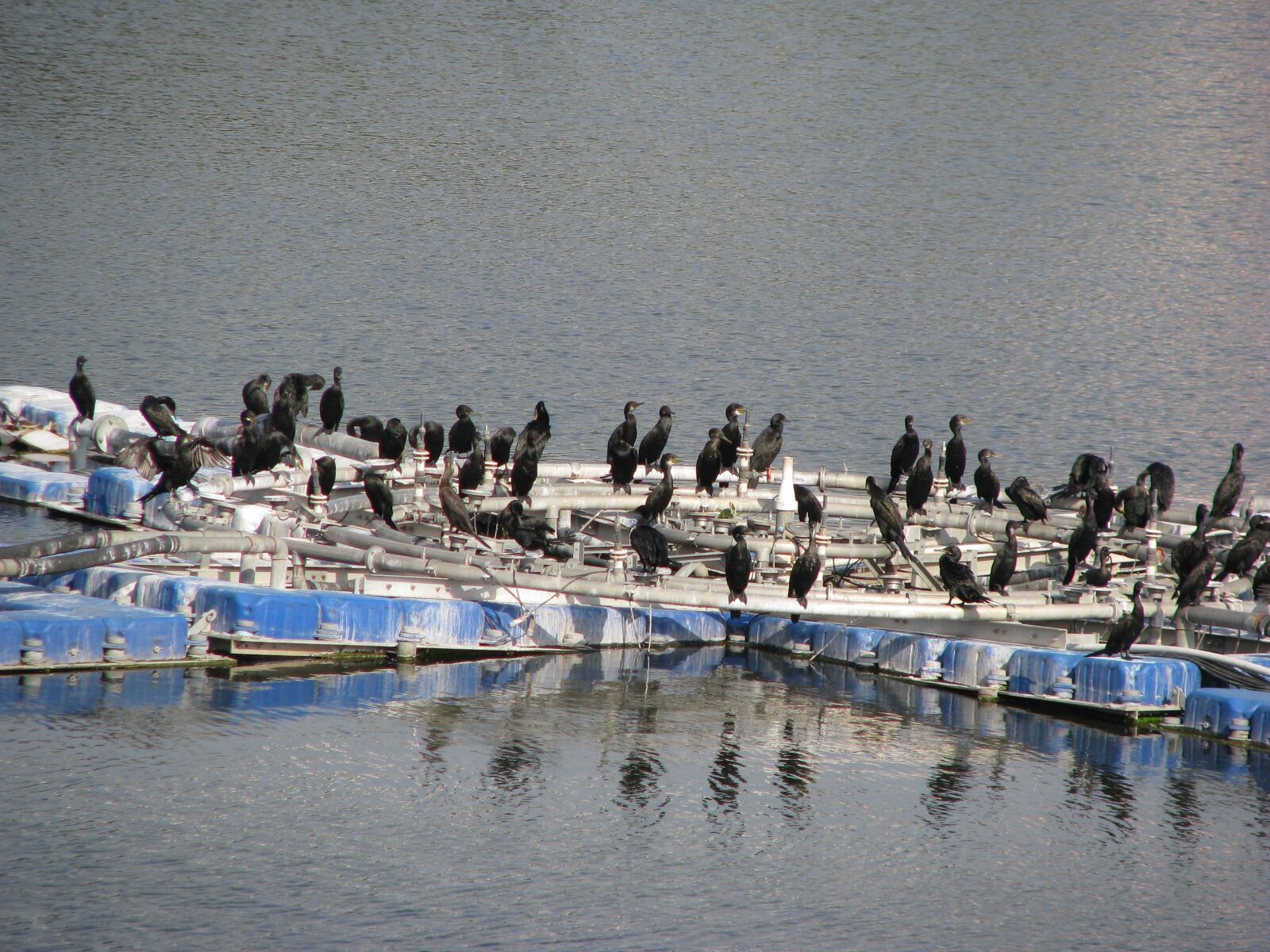 Canon POWERSHOT S5 IS sample photo. Crow, water, dam photography