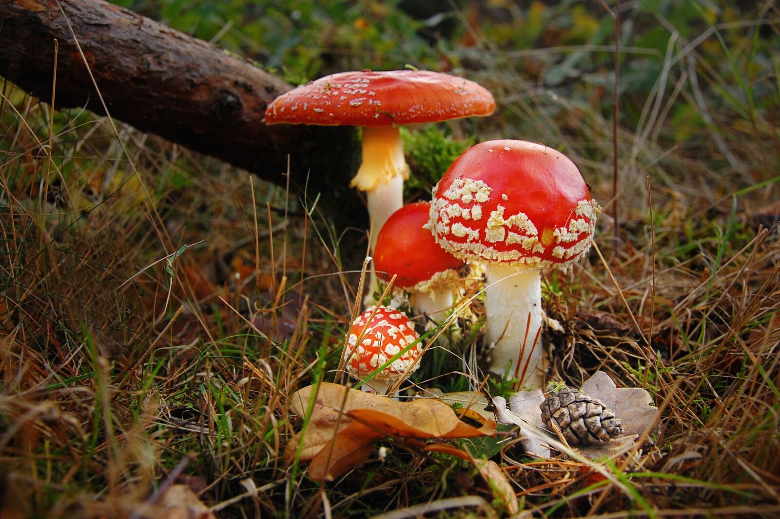 Nikon D40 sample photo. Fly agaric, forest, nature photography