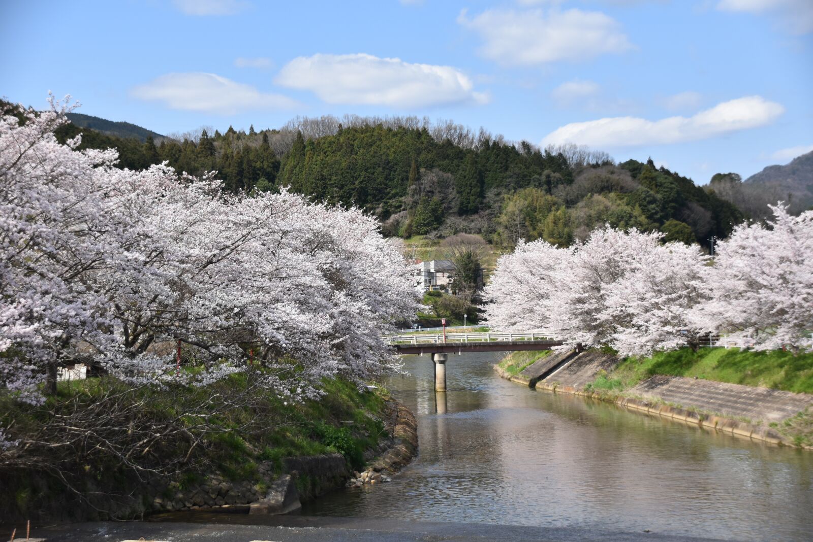 Nikon D5600 sample photo. Cherry blossoms, river, natural photography
