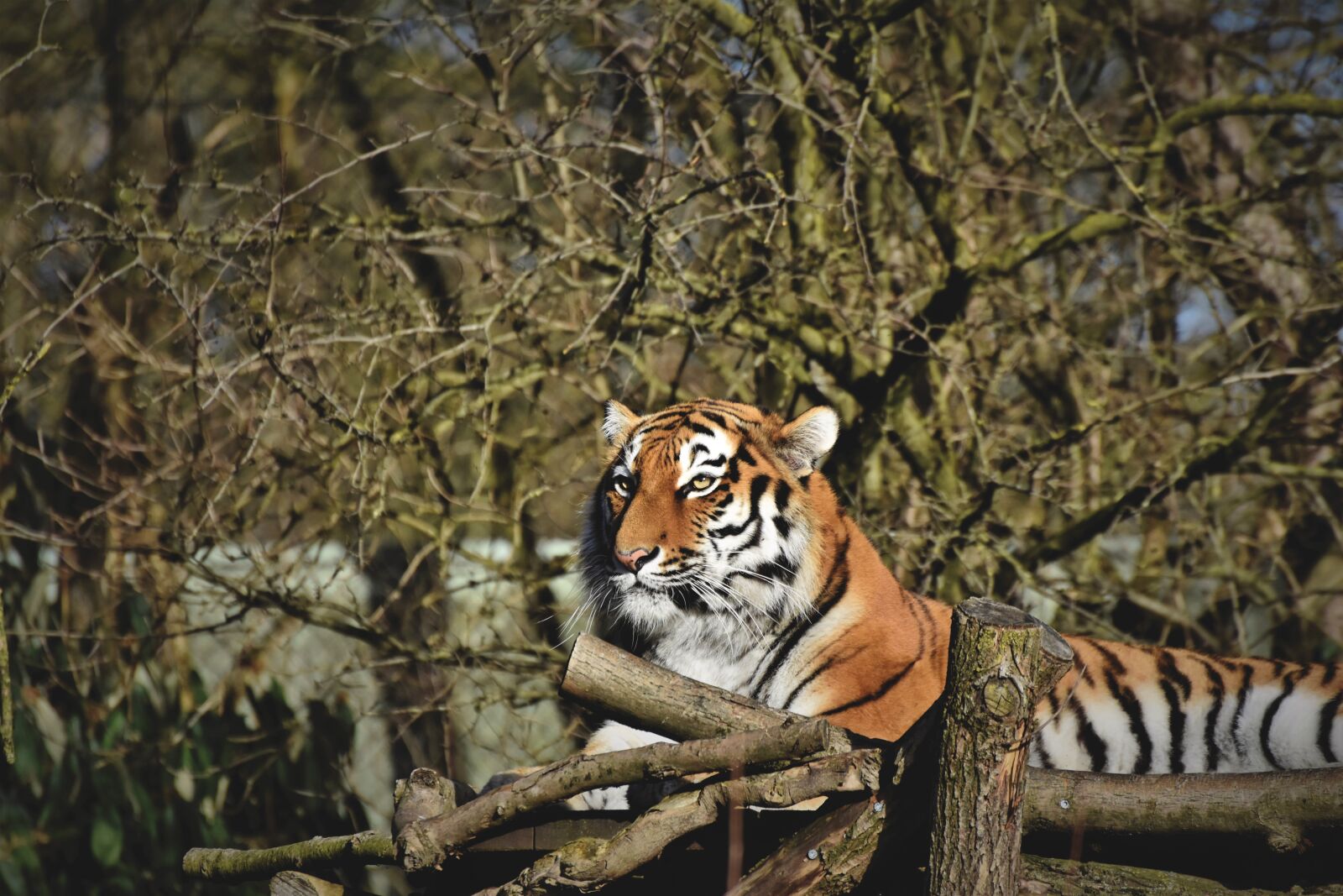 Nikon D7200 sample photo. Tiger, siberian tiger, big photography